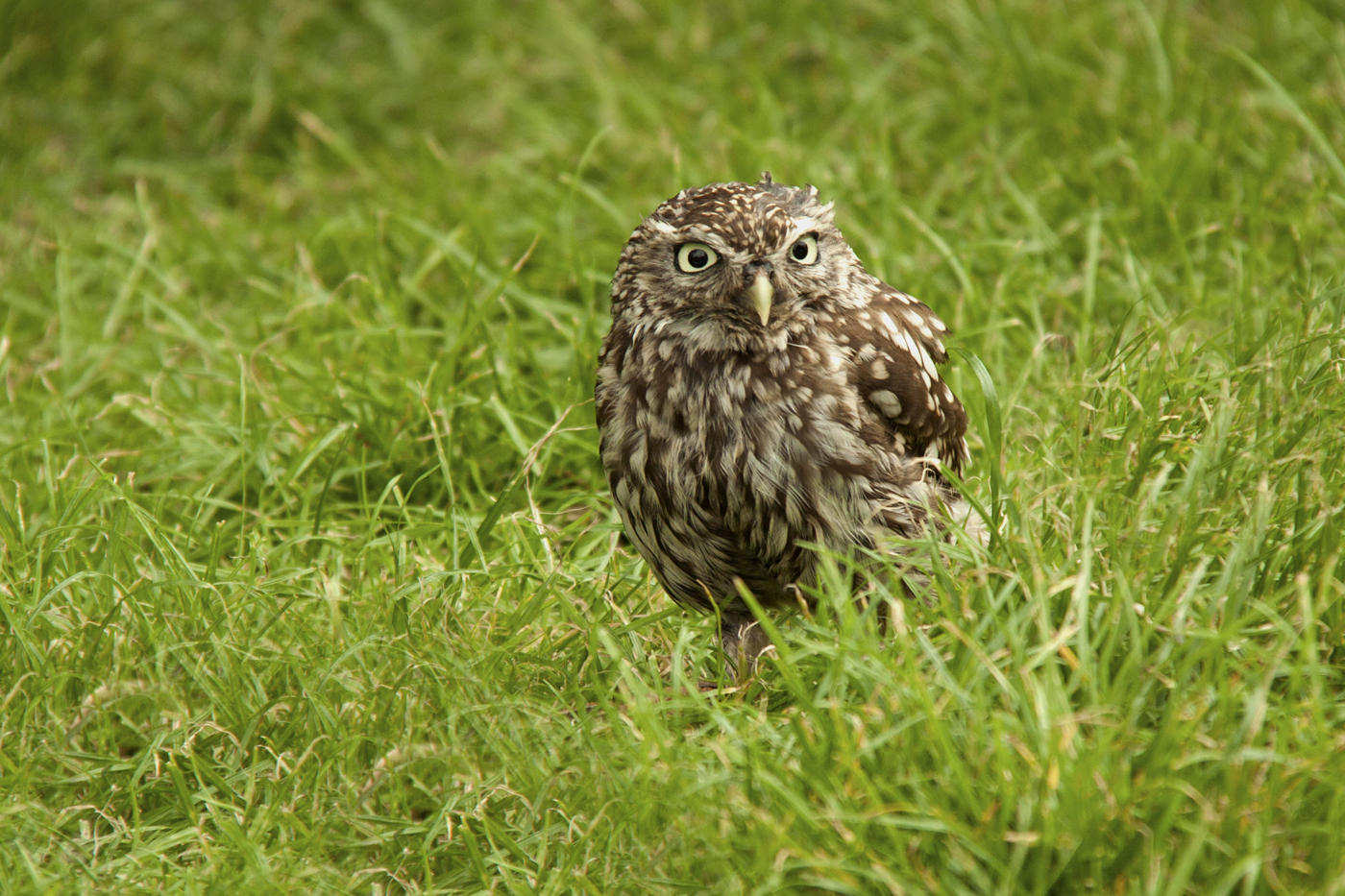 Little Owl