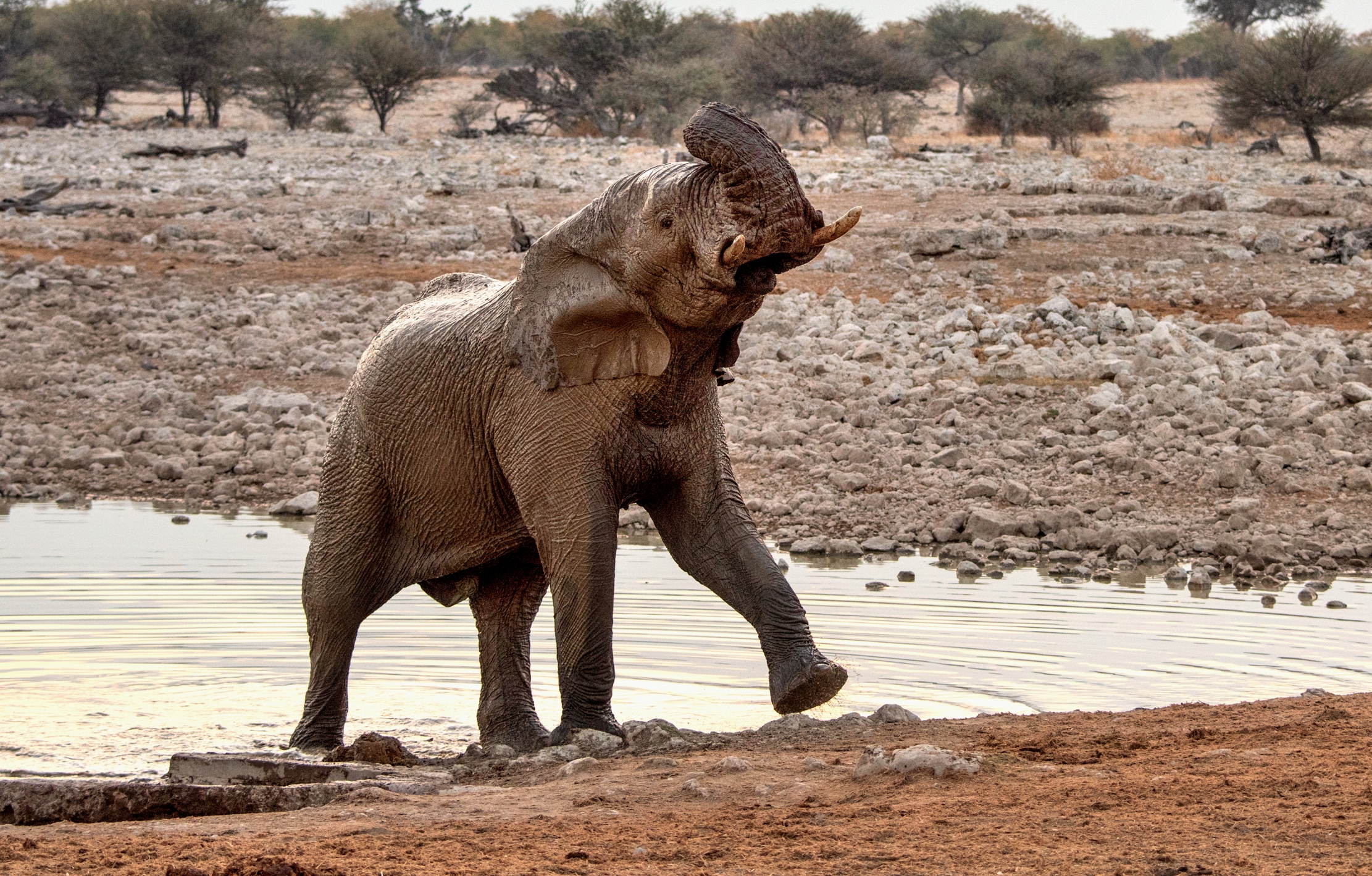 Etosha - Elefante