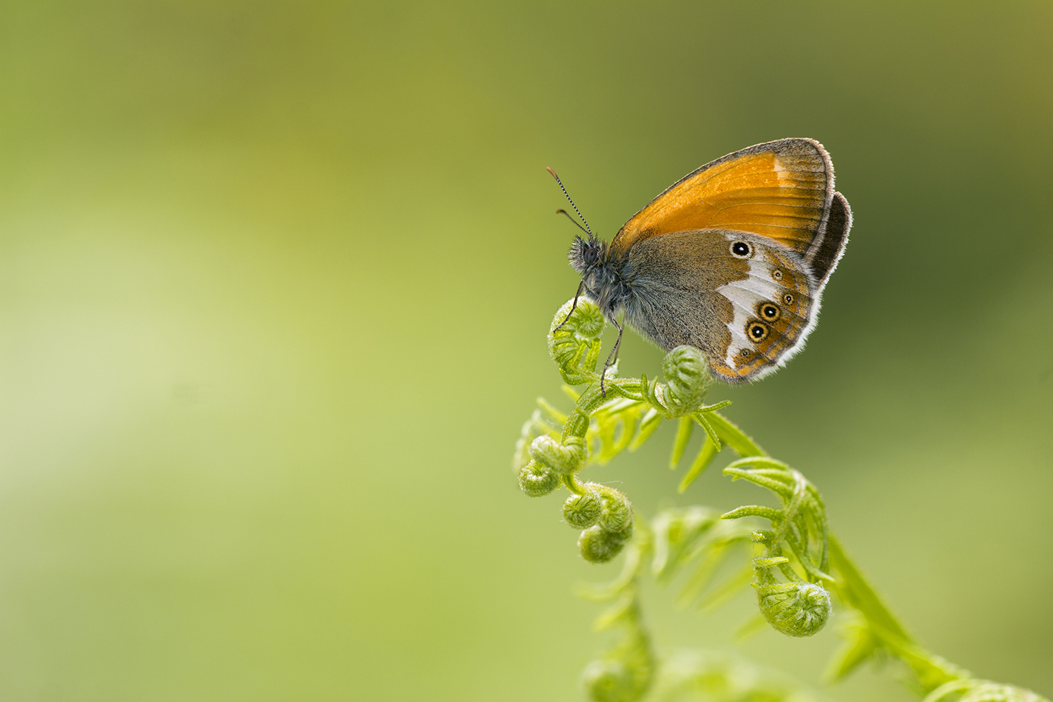 Coenonympha arcania