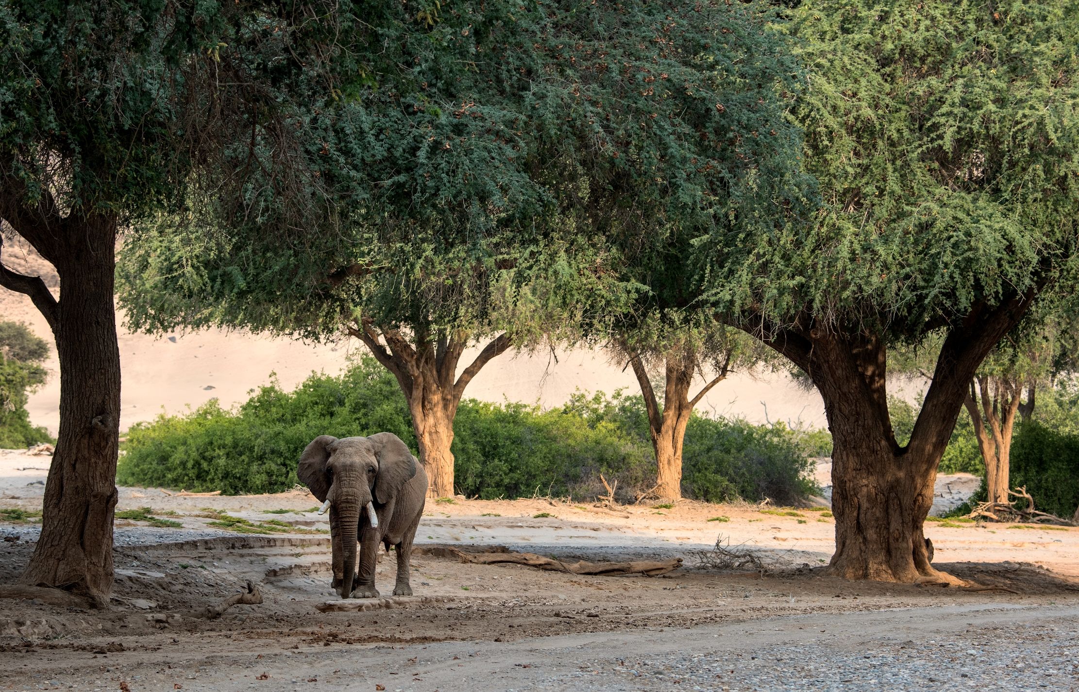 Deserto del Kaokoland - Elefante