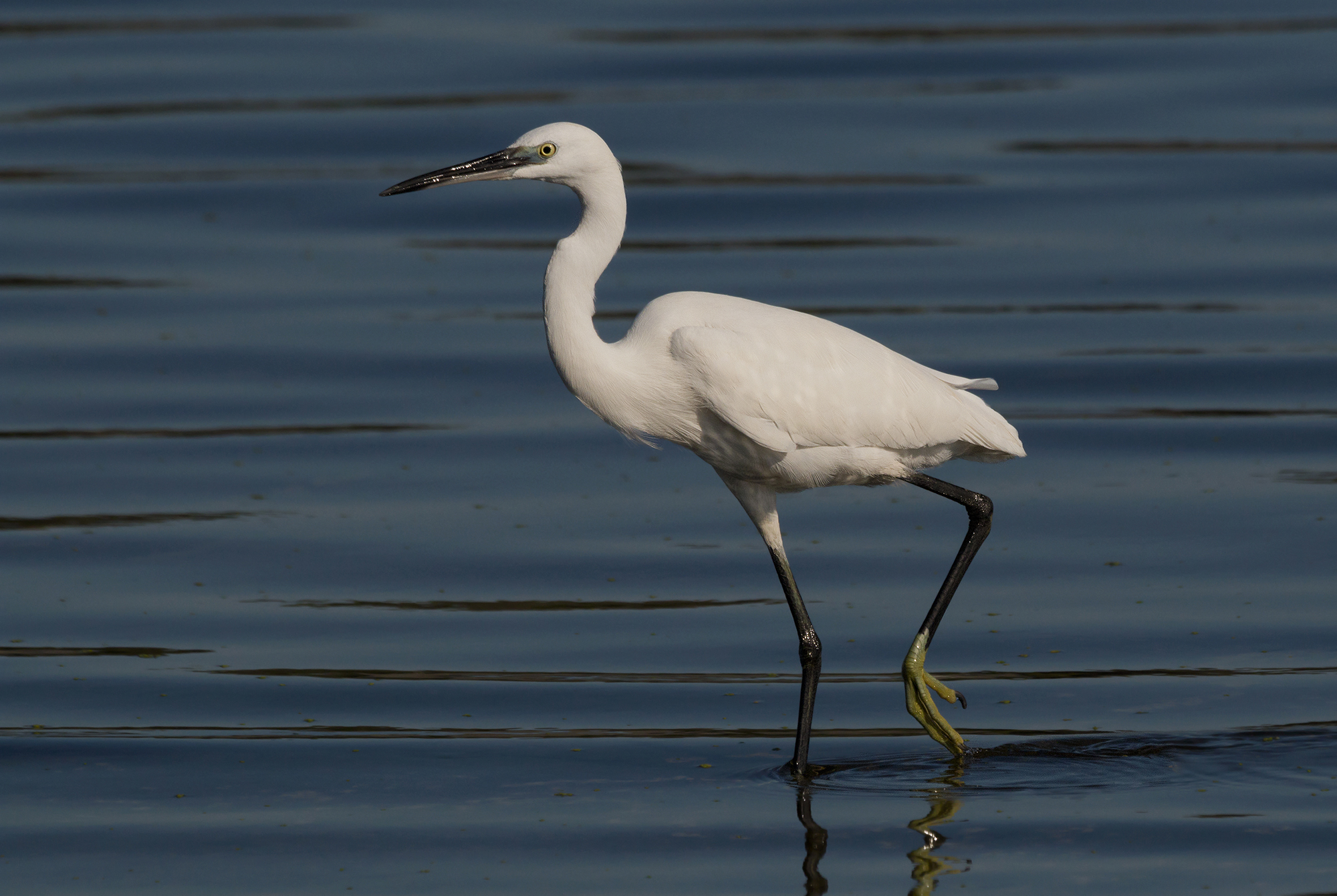 a caccia al tramonto