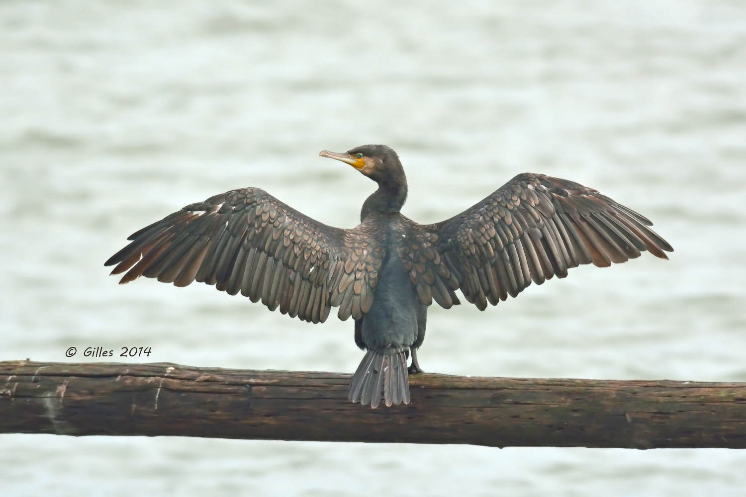 Cormorant with wings "stretched out" to dry ...