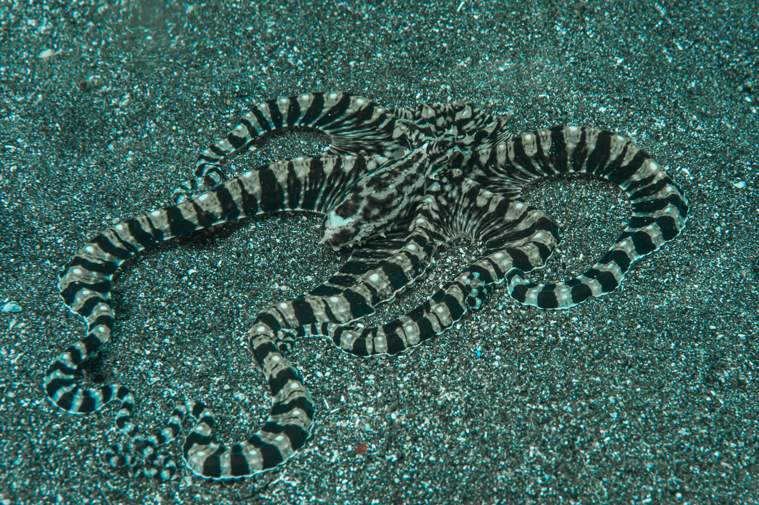 thaumoctopus mimicus