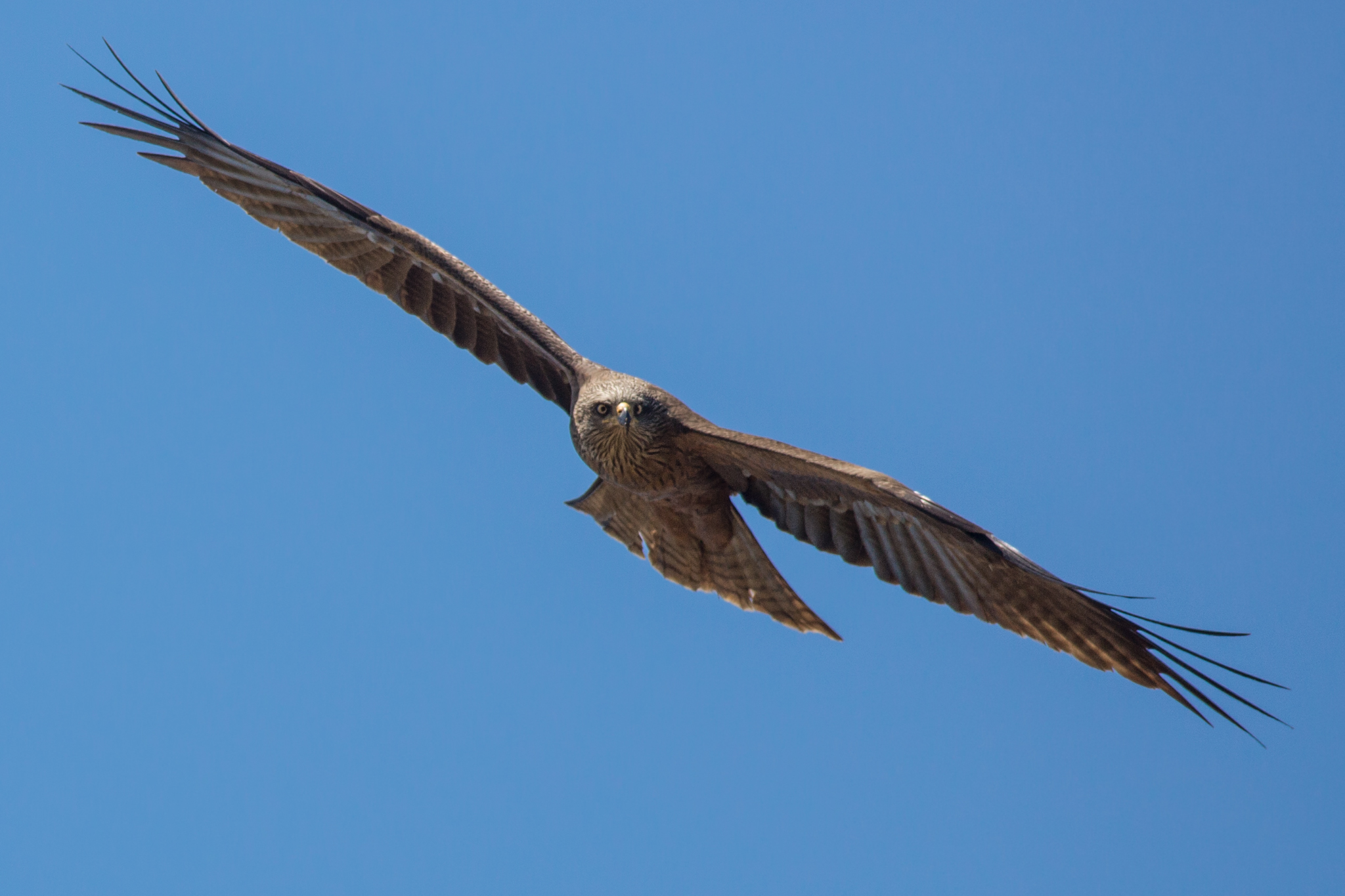 The look of the Black Kite