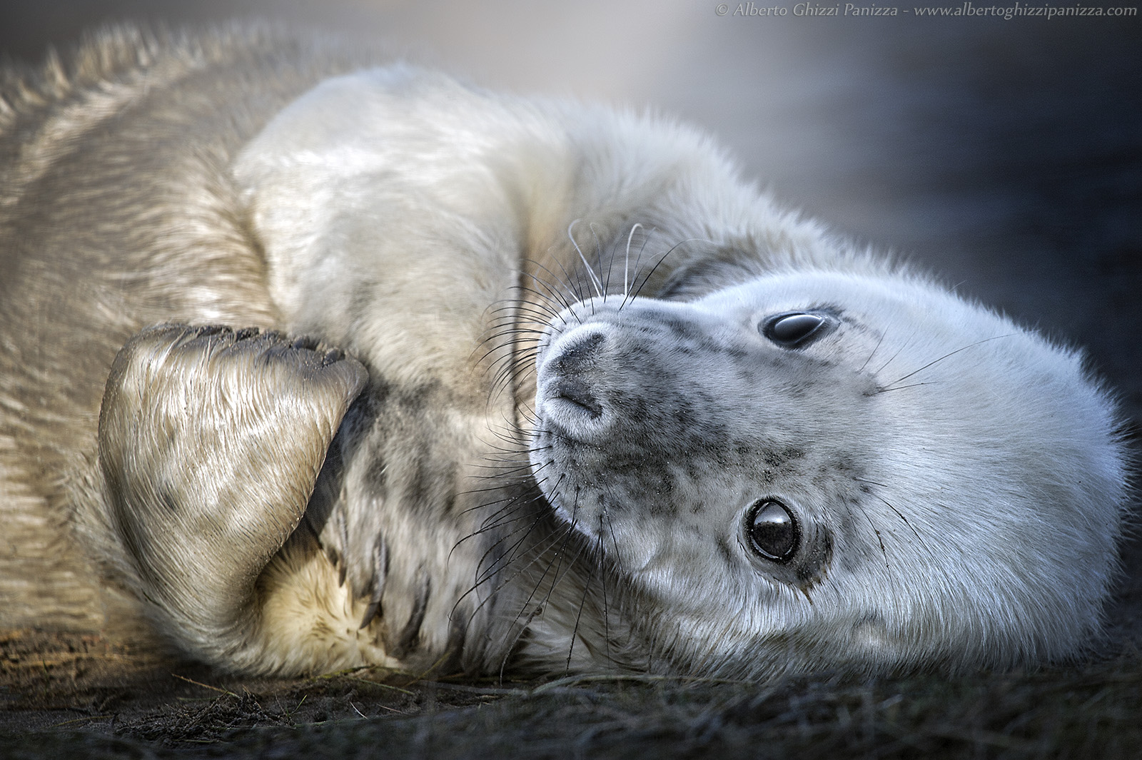 Il massimo della dolcezza