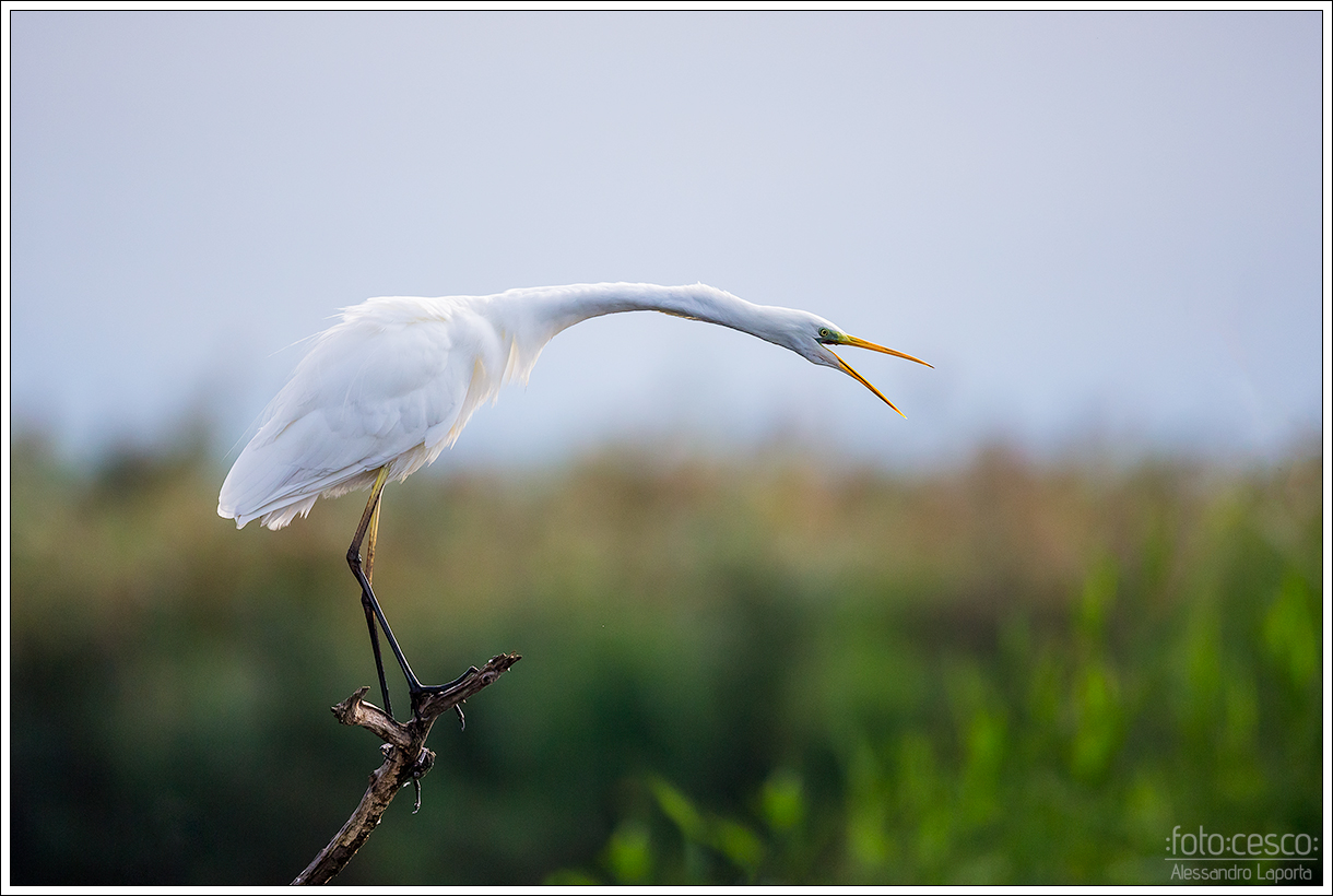 Ardea alba - Western Great Egret - Heron bm