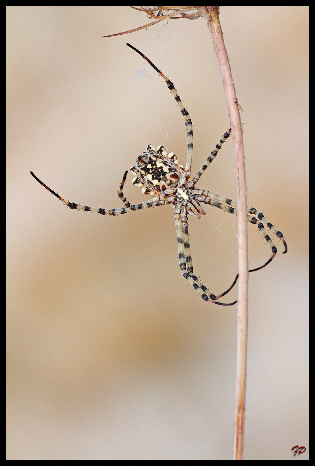 Argiope lobata