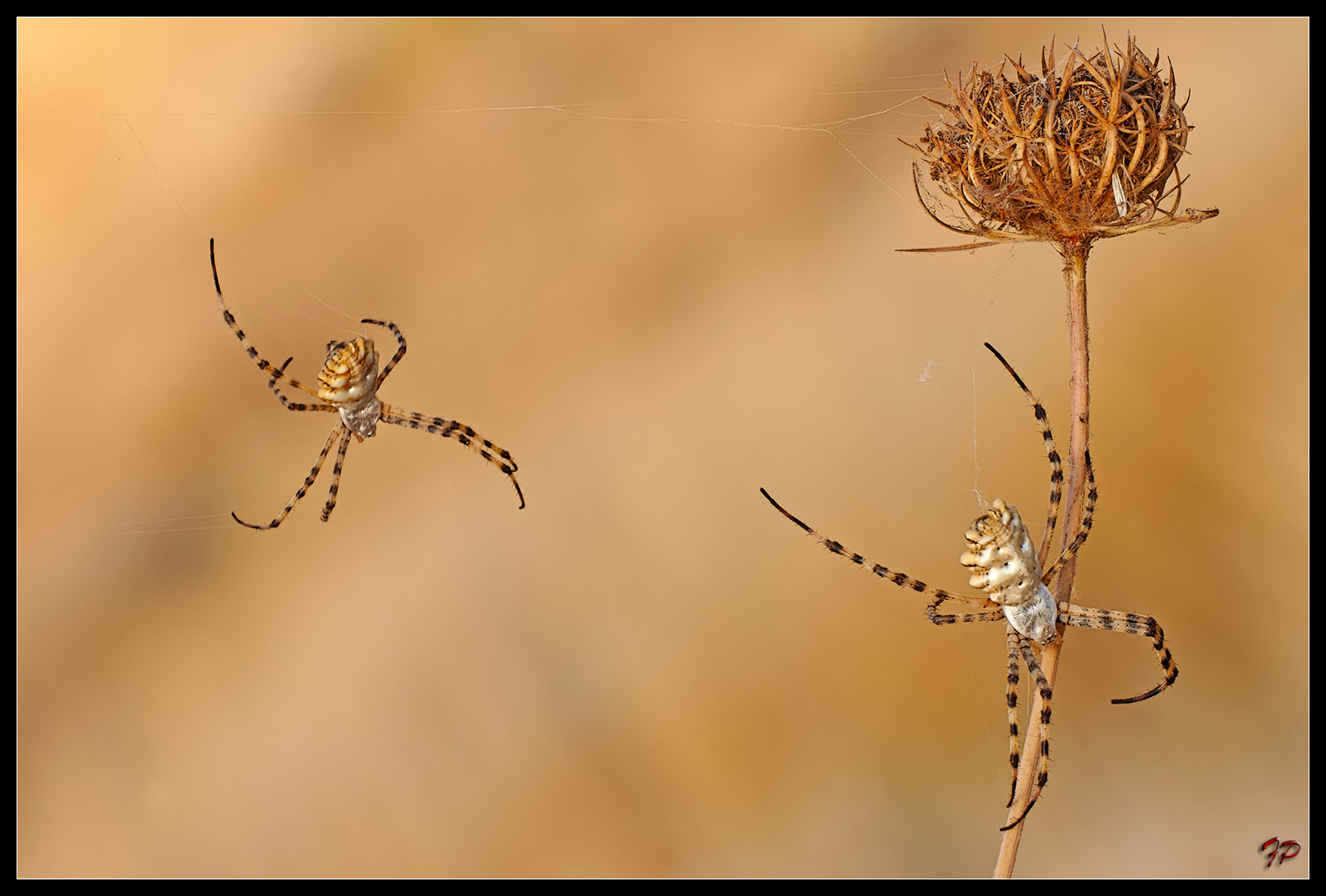 Argiope lobata