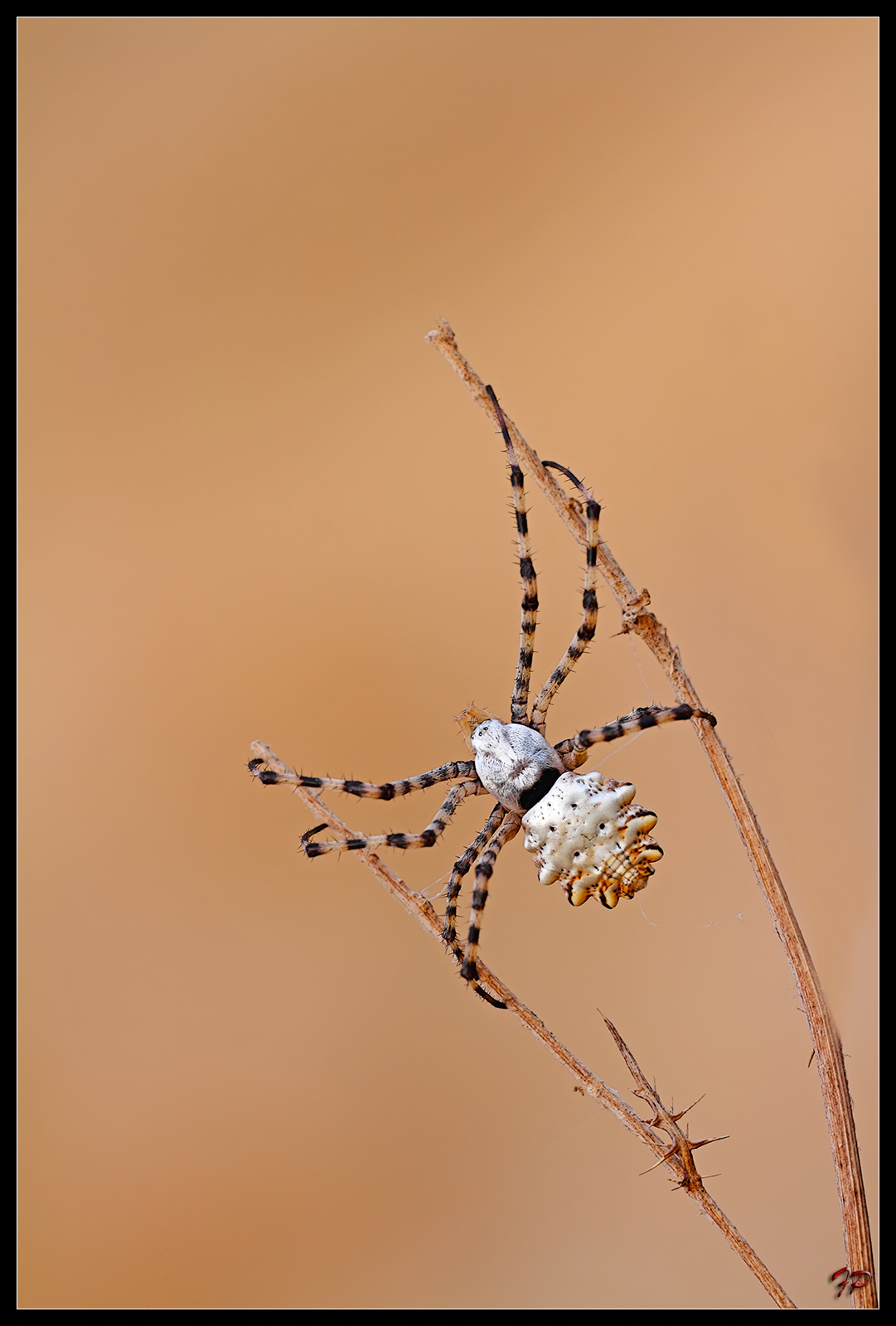 Argiope lobata