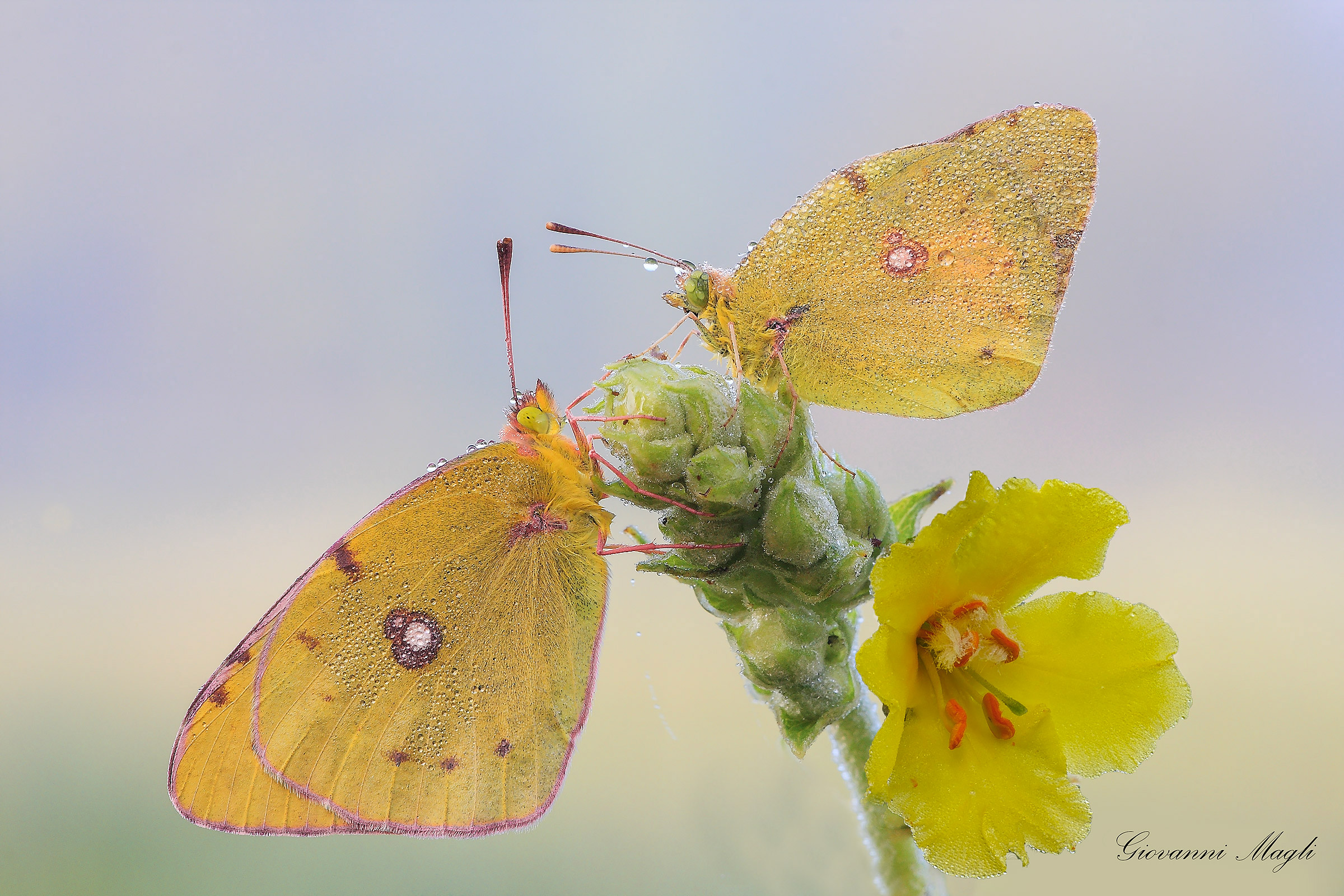 Colias crocea