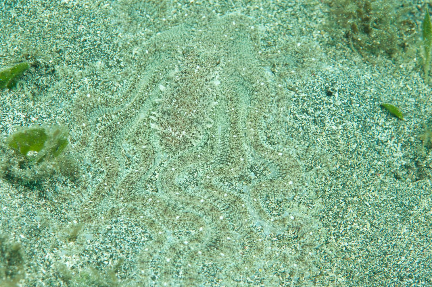 thaumoctopus mimicus