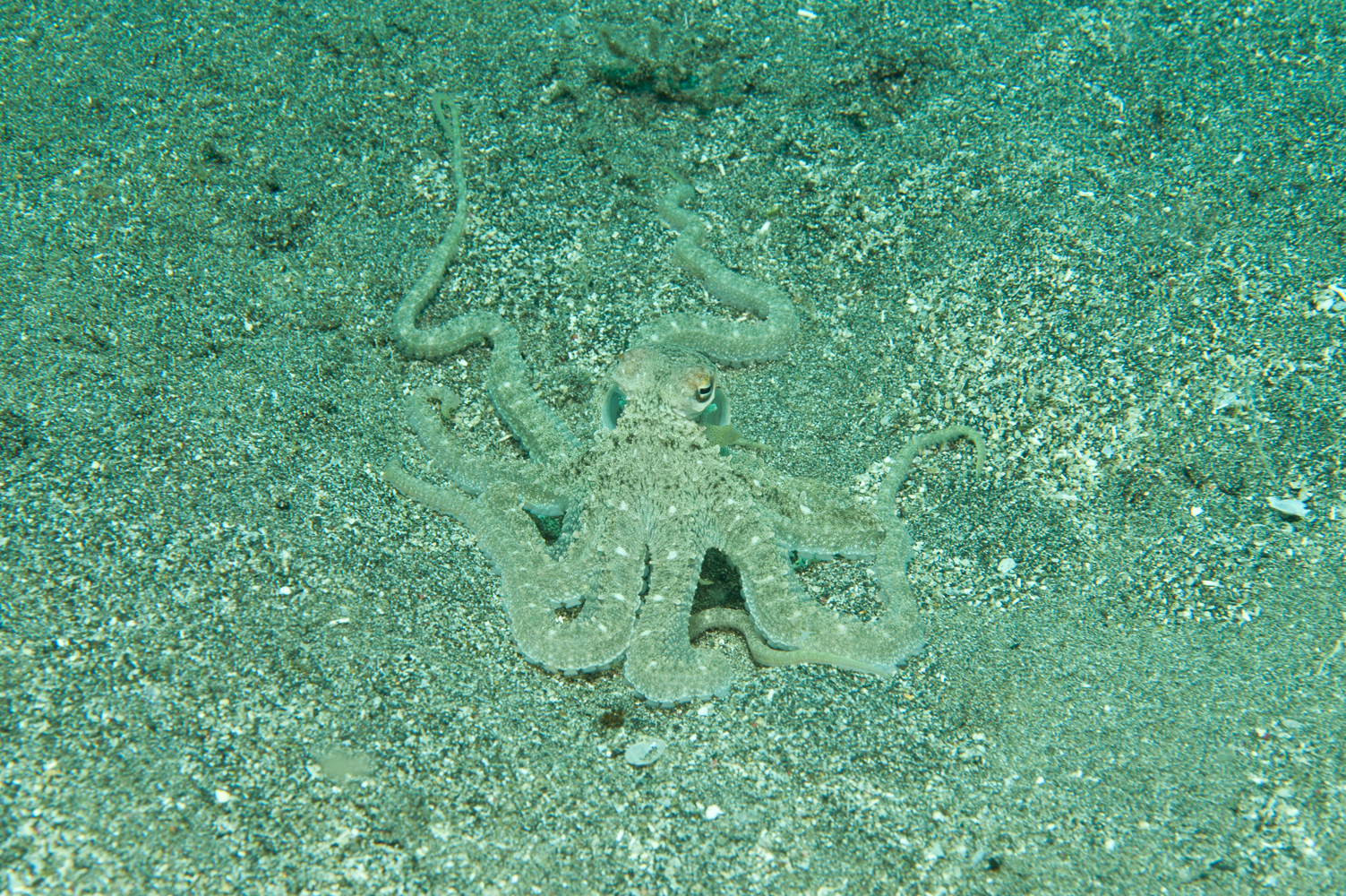 thaumoctopus mimicus