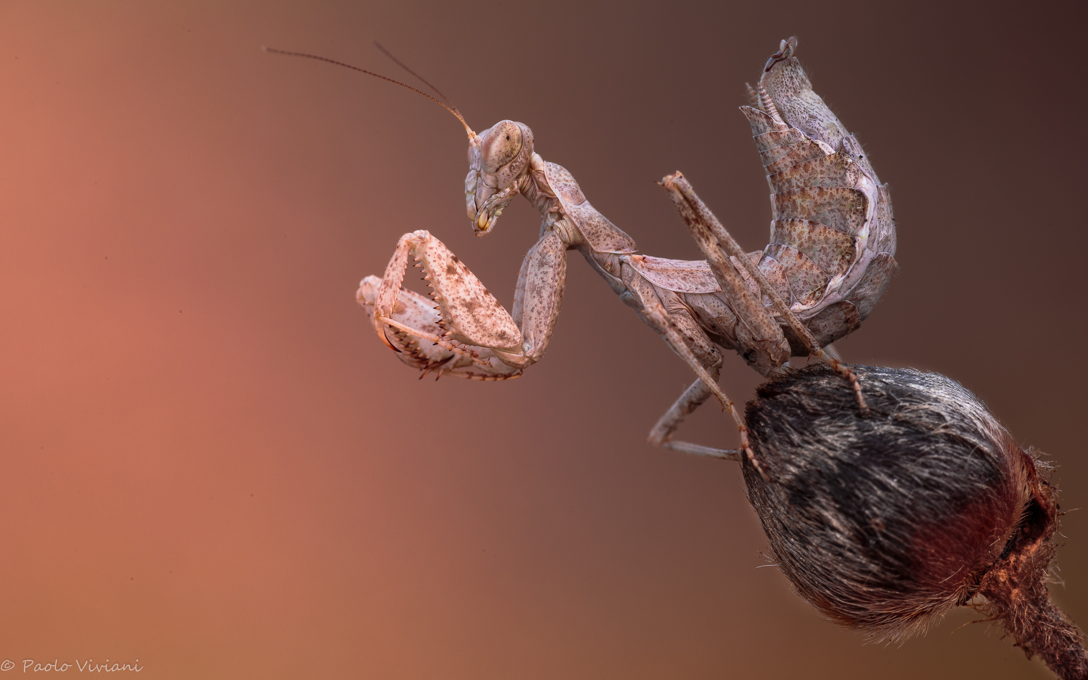 Spallanzani ai primi raggi di sole