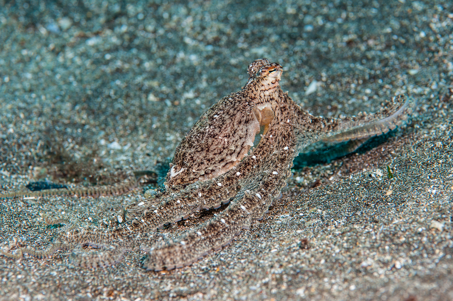 thaumoctopus mimicus