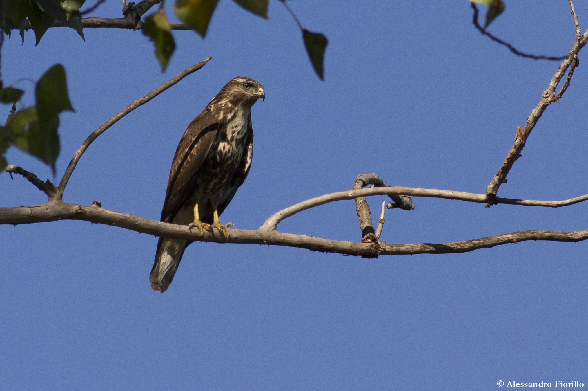 Buzzard