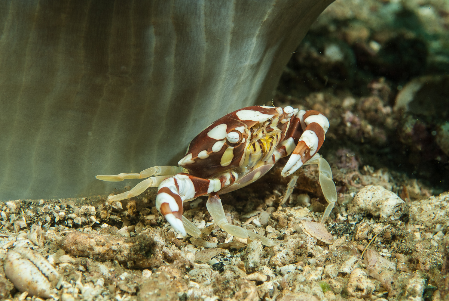 lissocarcinua laevis