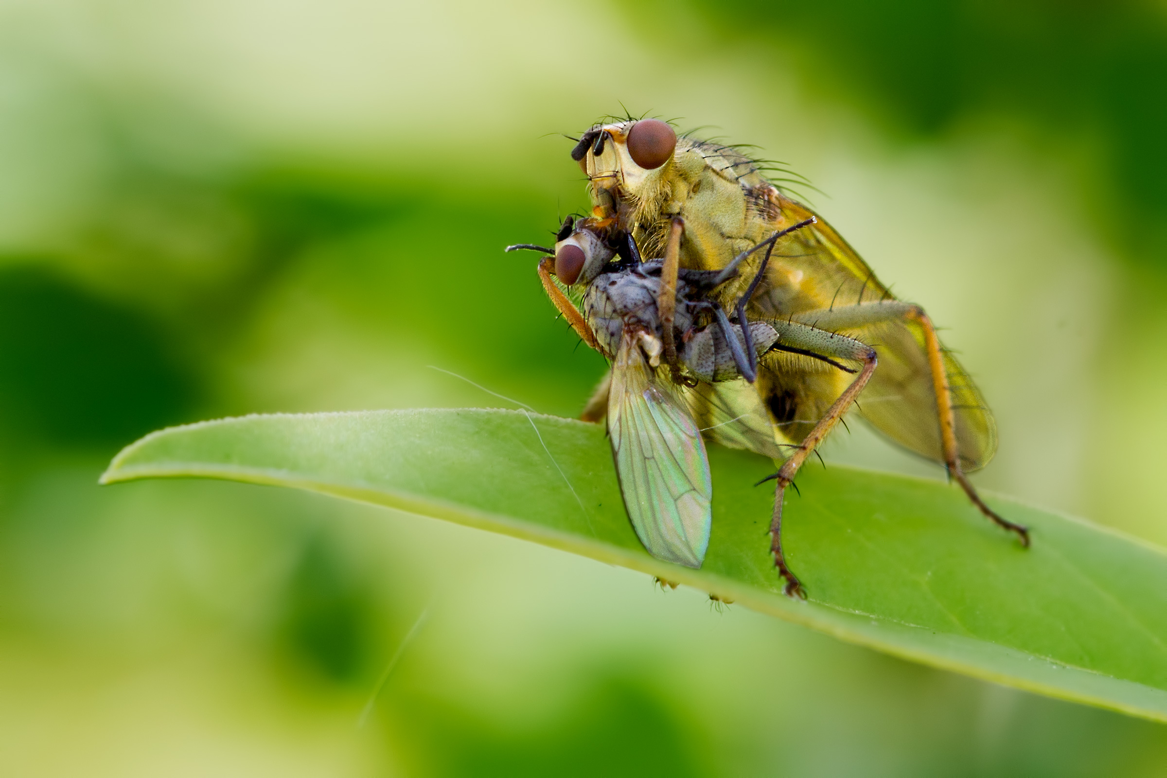 Abbraccio Mortale   Scatophaga sp. (il predatore)