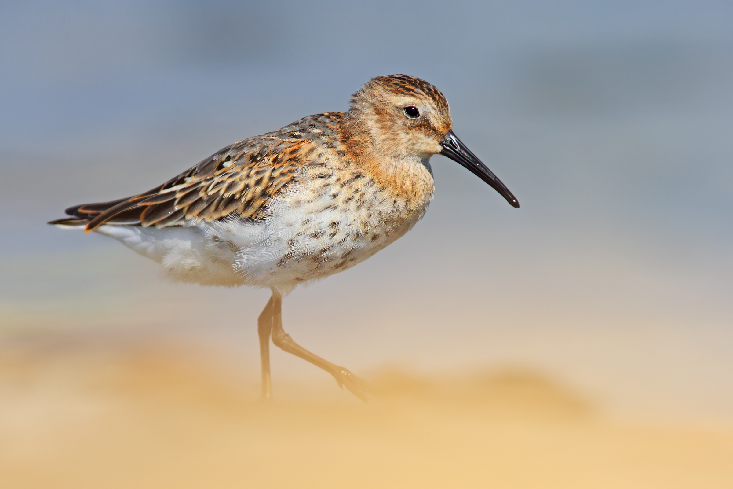 Piovanello pancianera