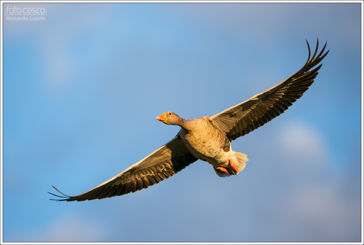 Anser anser - Graylag Goose - Greylag Goose