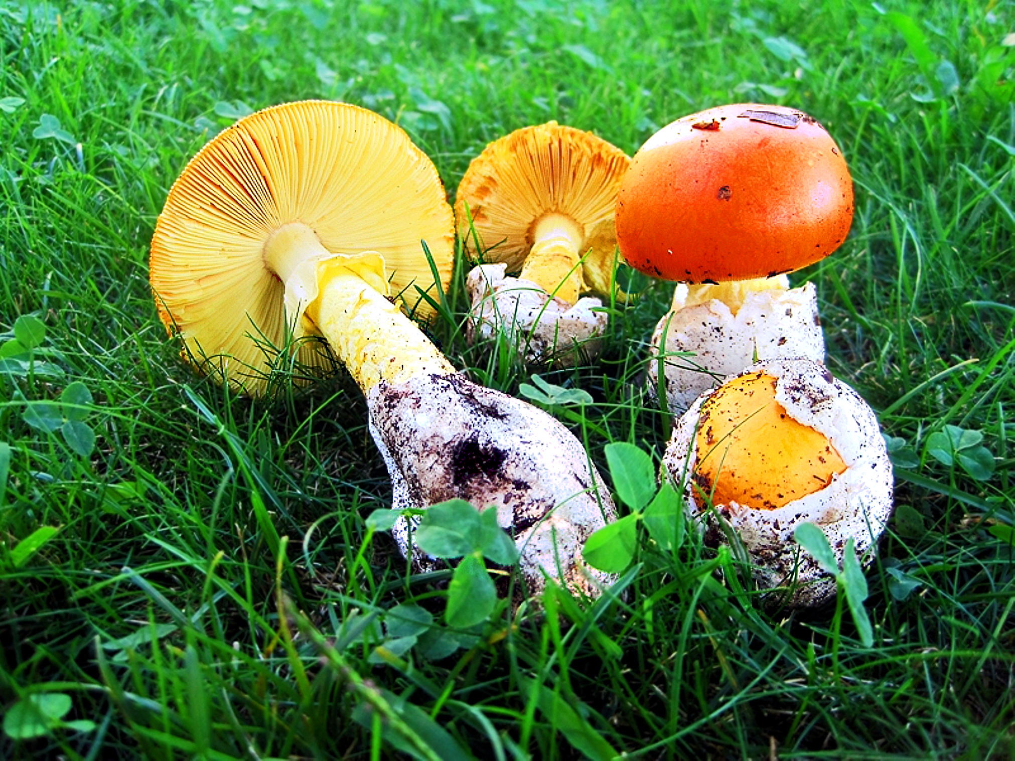 Amanita caesarea