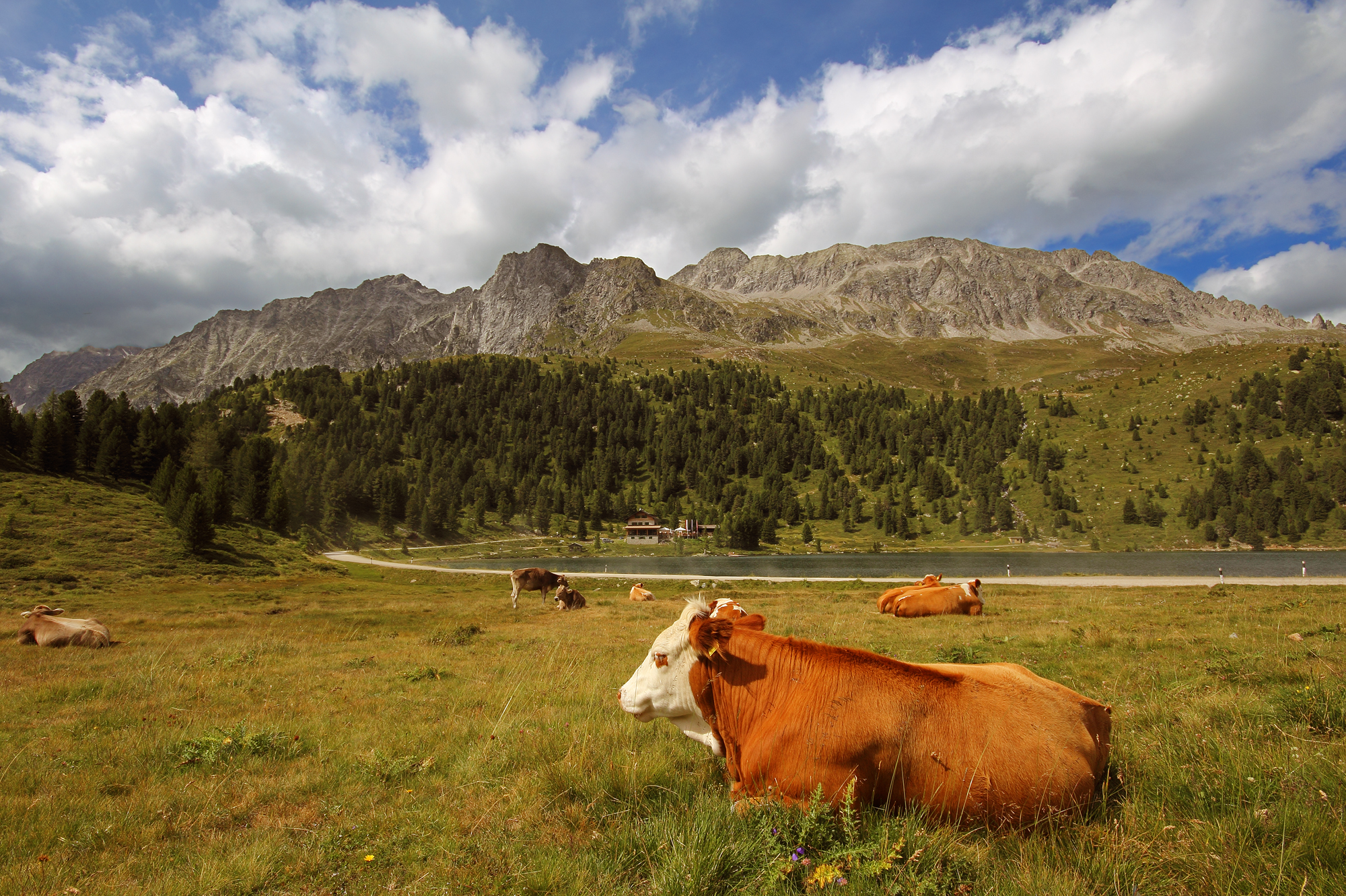 Pascoli al Passo Stalle