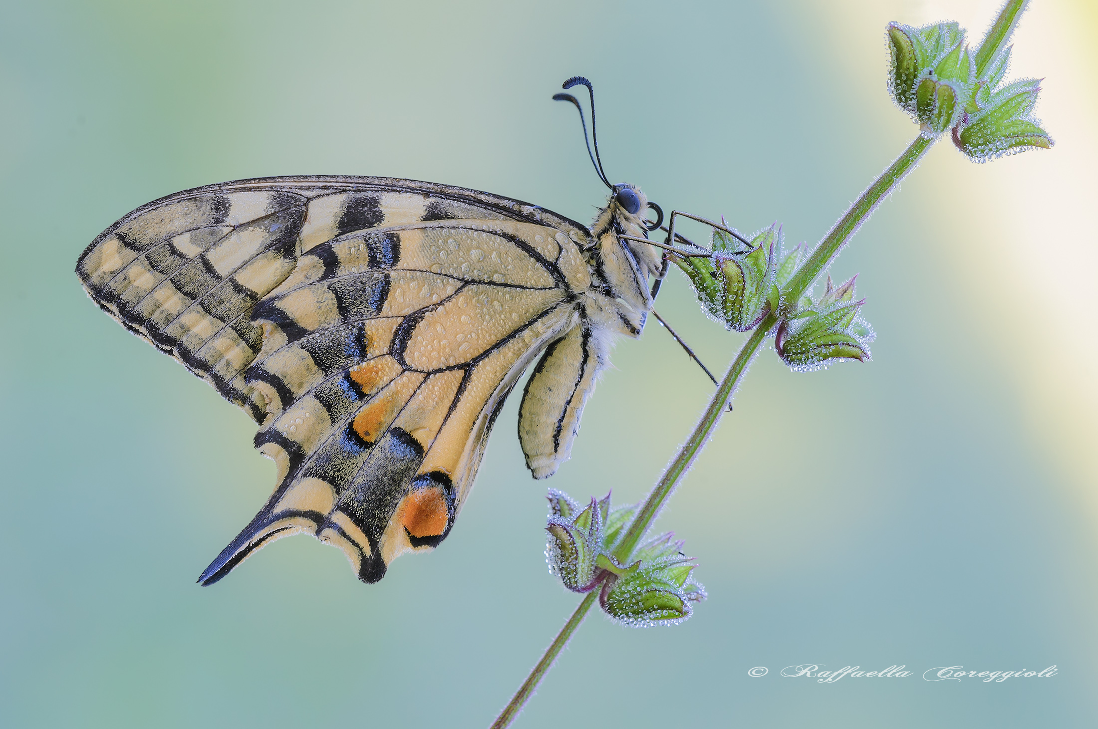 Papilio machaon (Linneus, 1758)