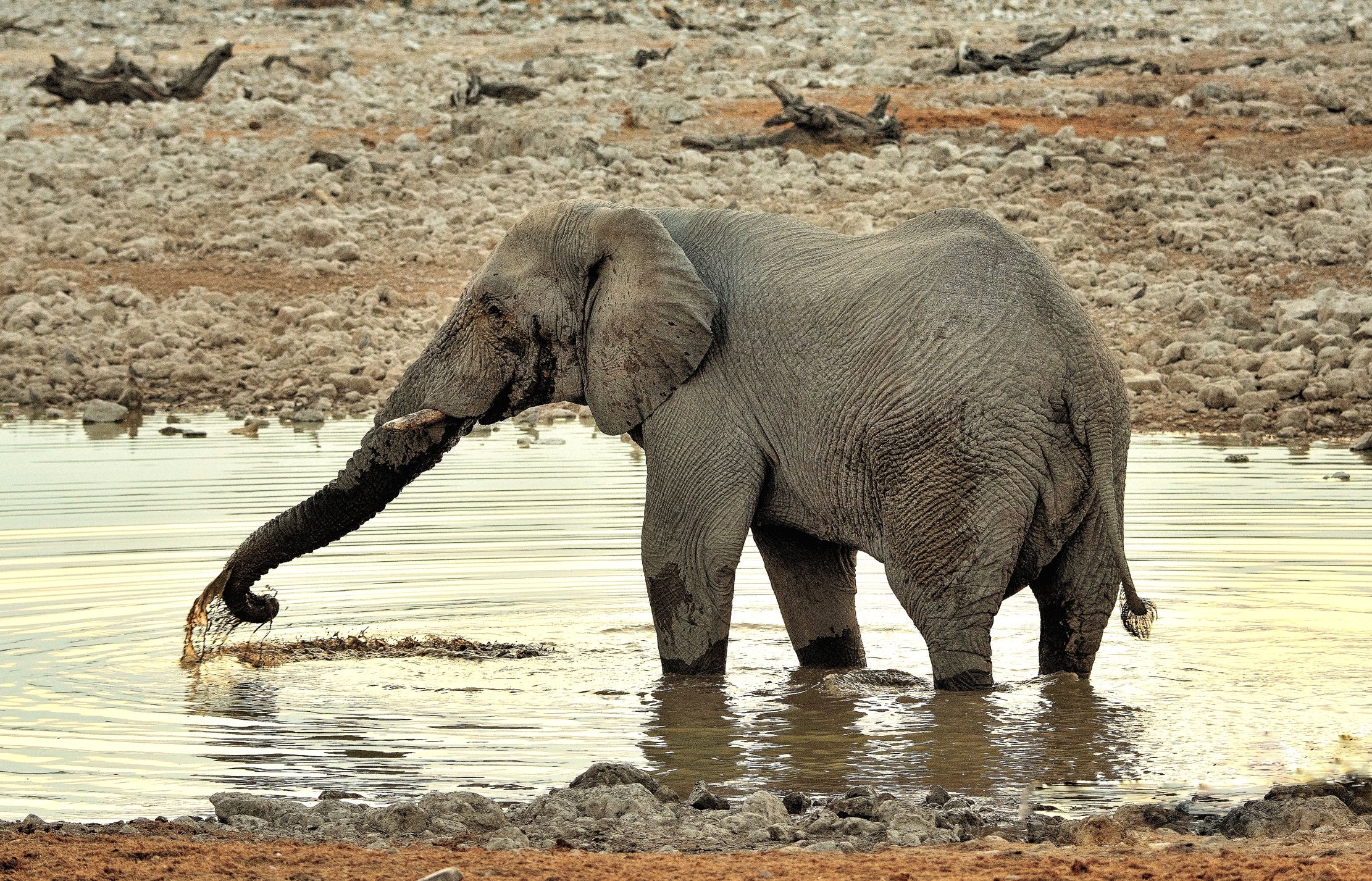 Etosha - Elefante