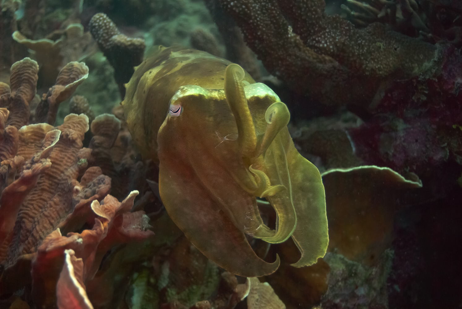 sepia latimanus