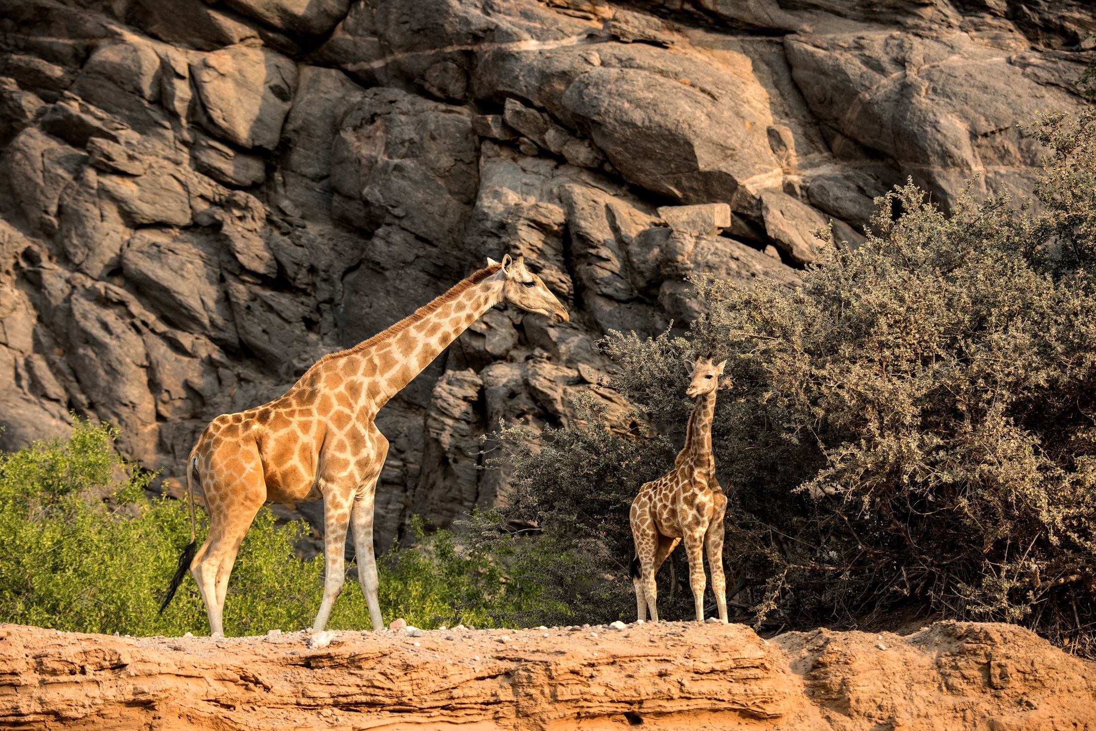 Deserto del Kaokoland - Giraffe