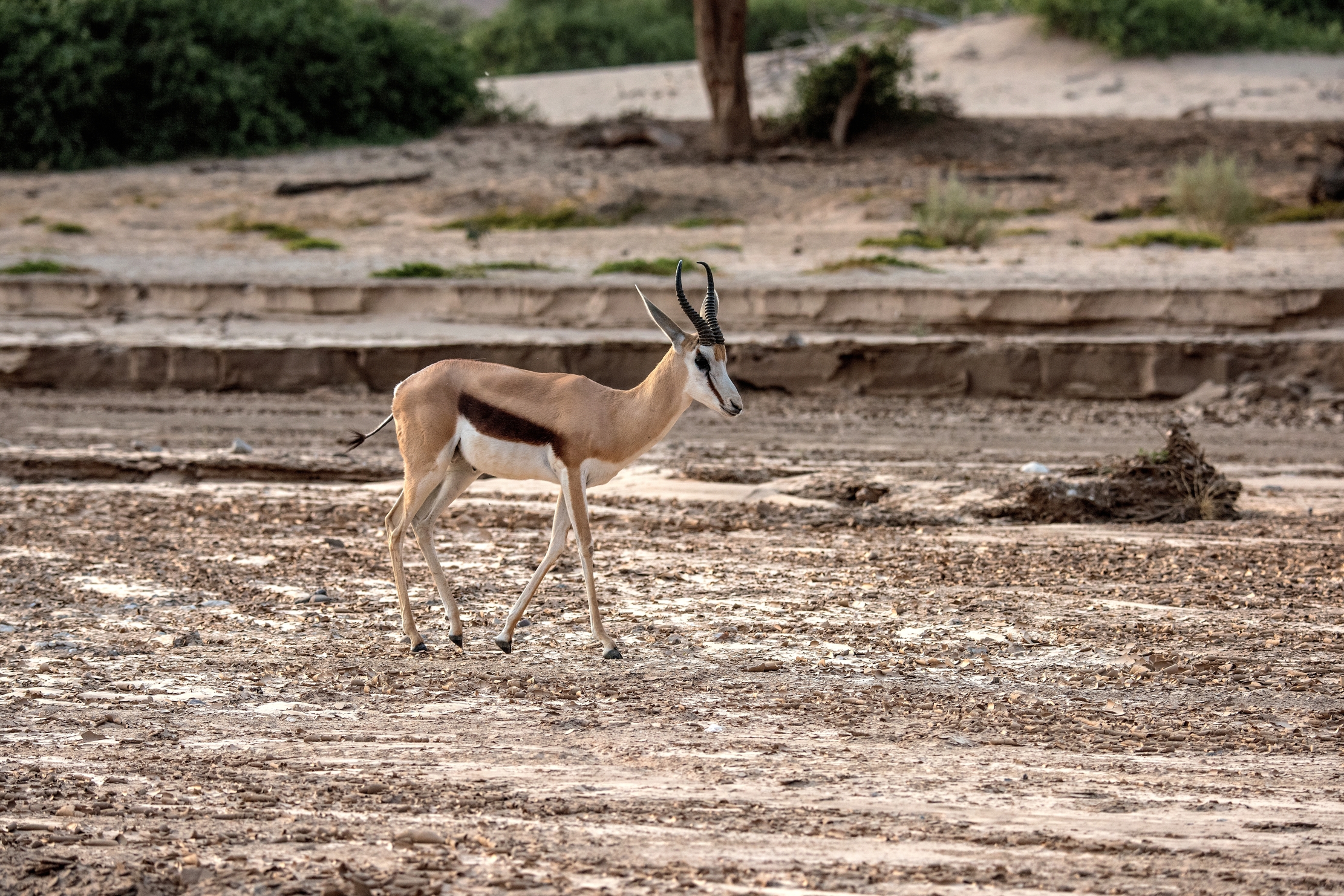 Deserto del Kaokoland - Springbok