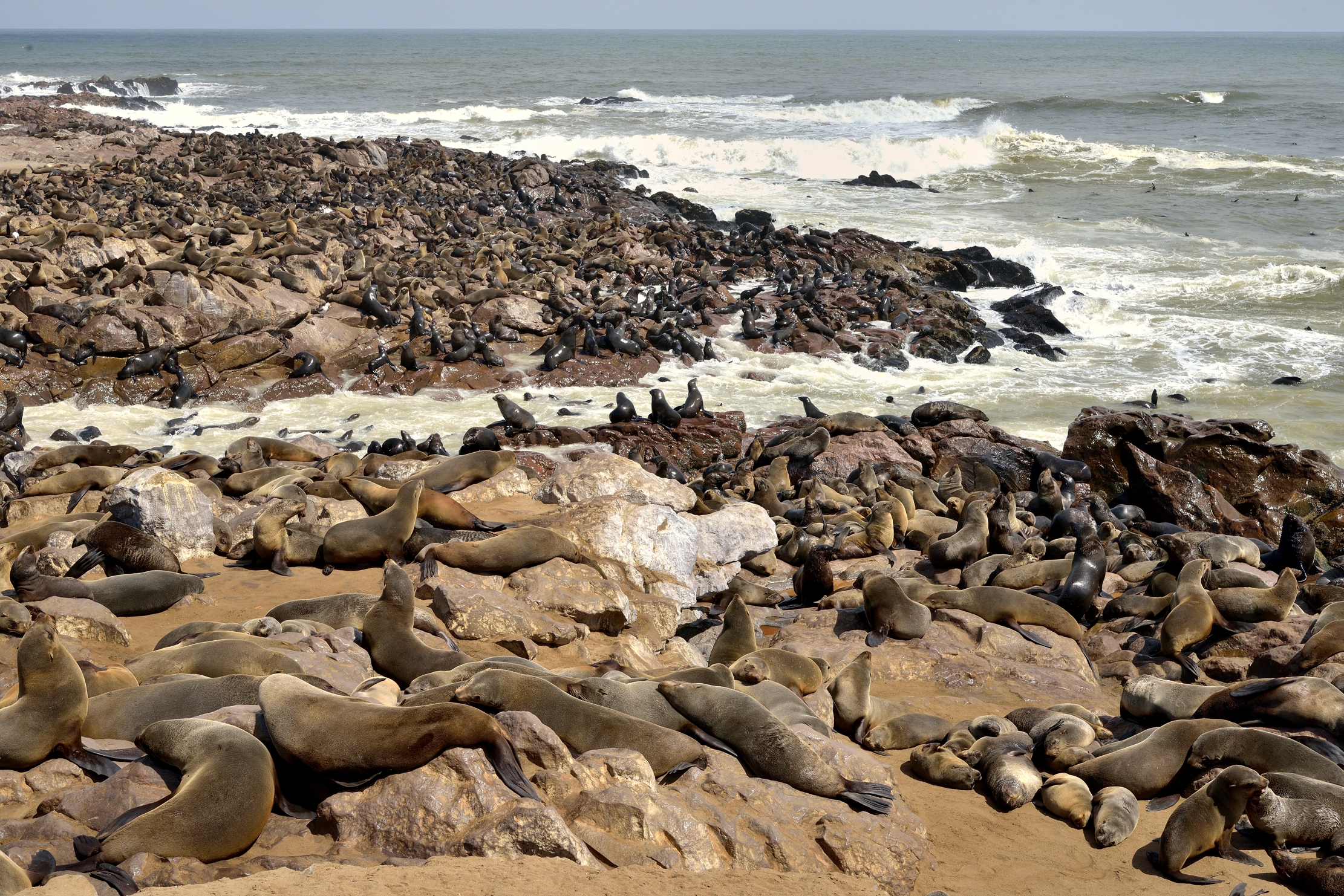 Skeleton coast - Colonia di Otarie del Capo