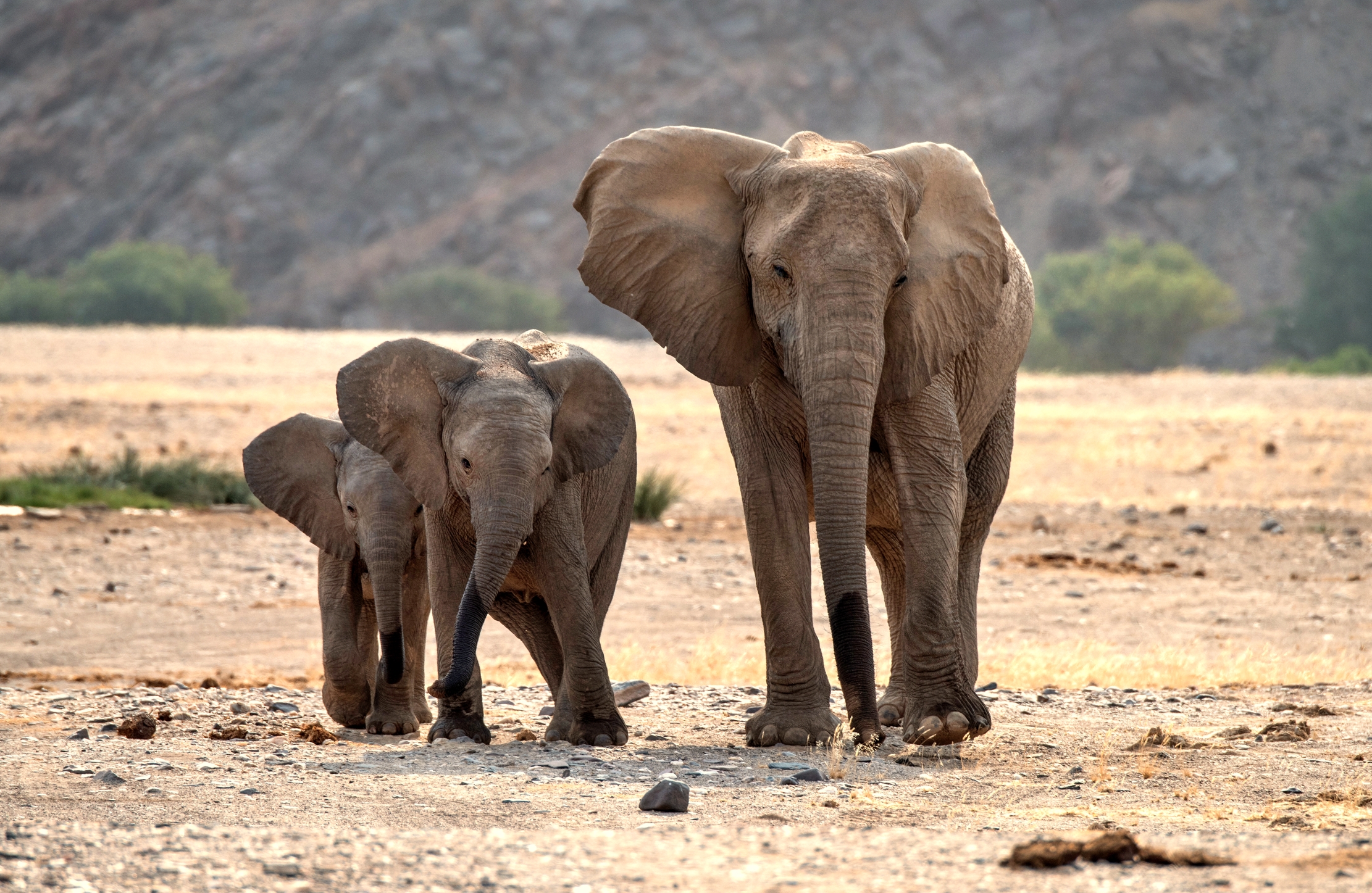 Deserto del Kaokoland - Elefanti