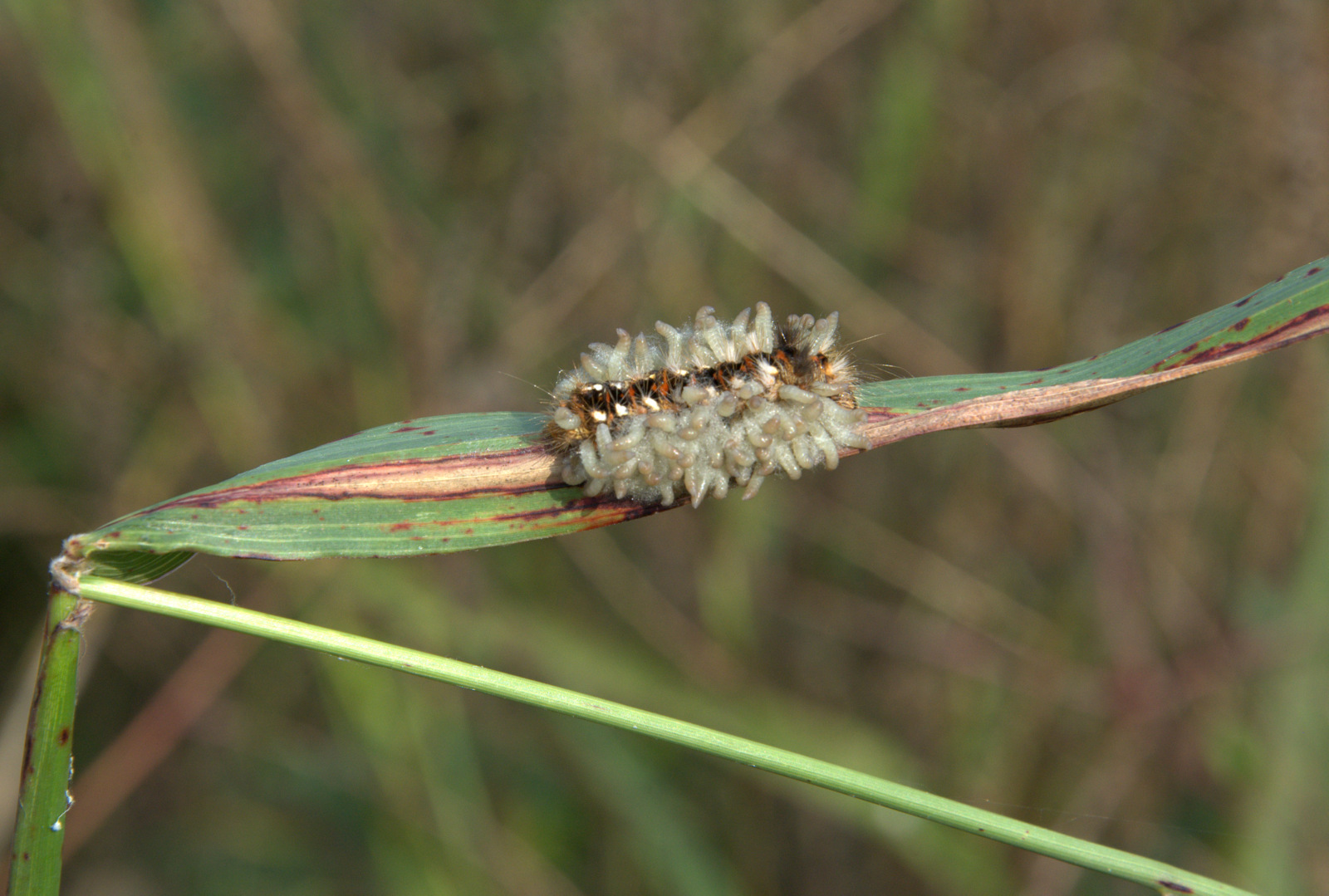 Caterpillar Acronicta rumicis (parasitized)