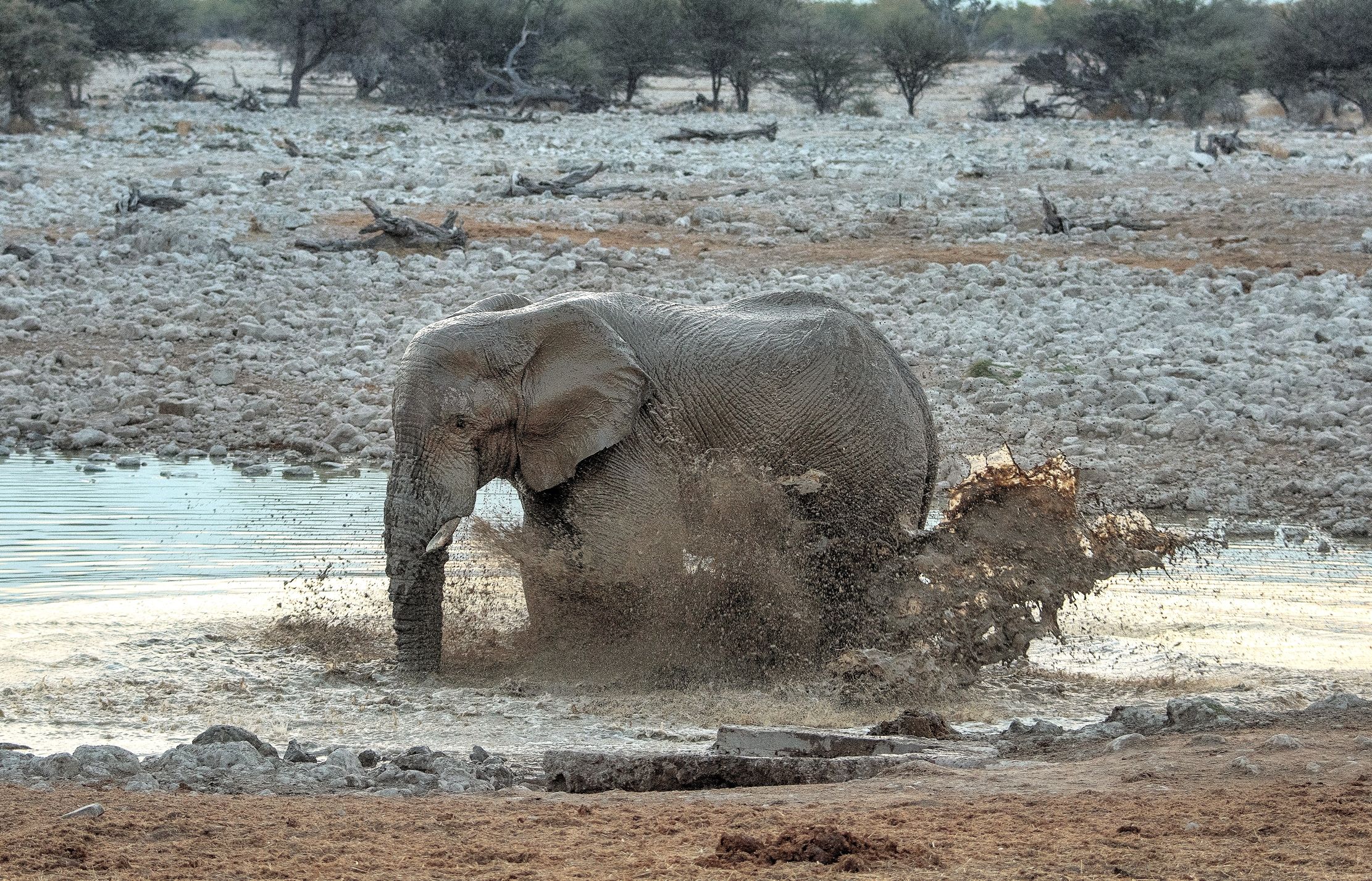 Etosha - Elefante
