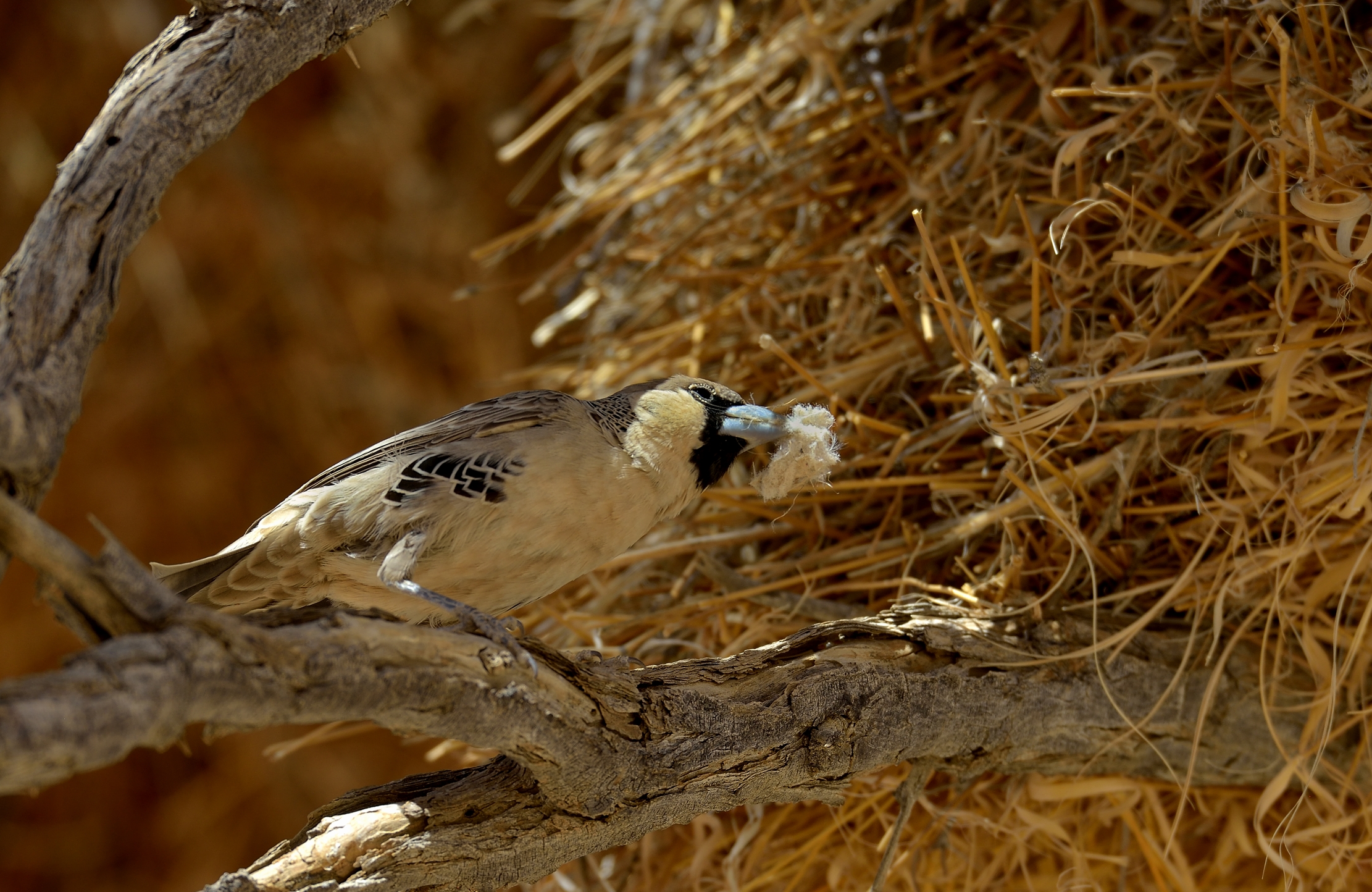 Deserto del Namib - Tessitore sociale