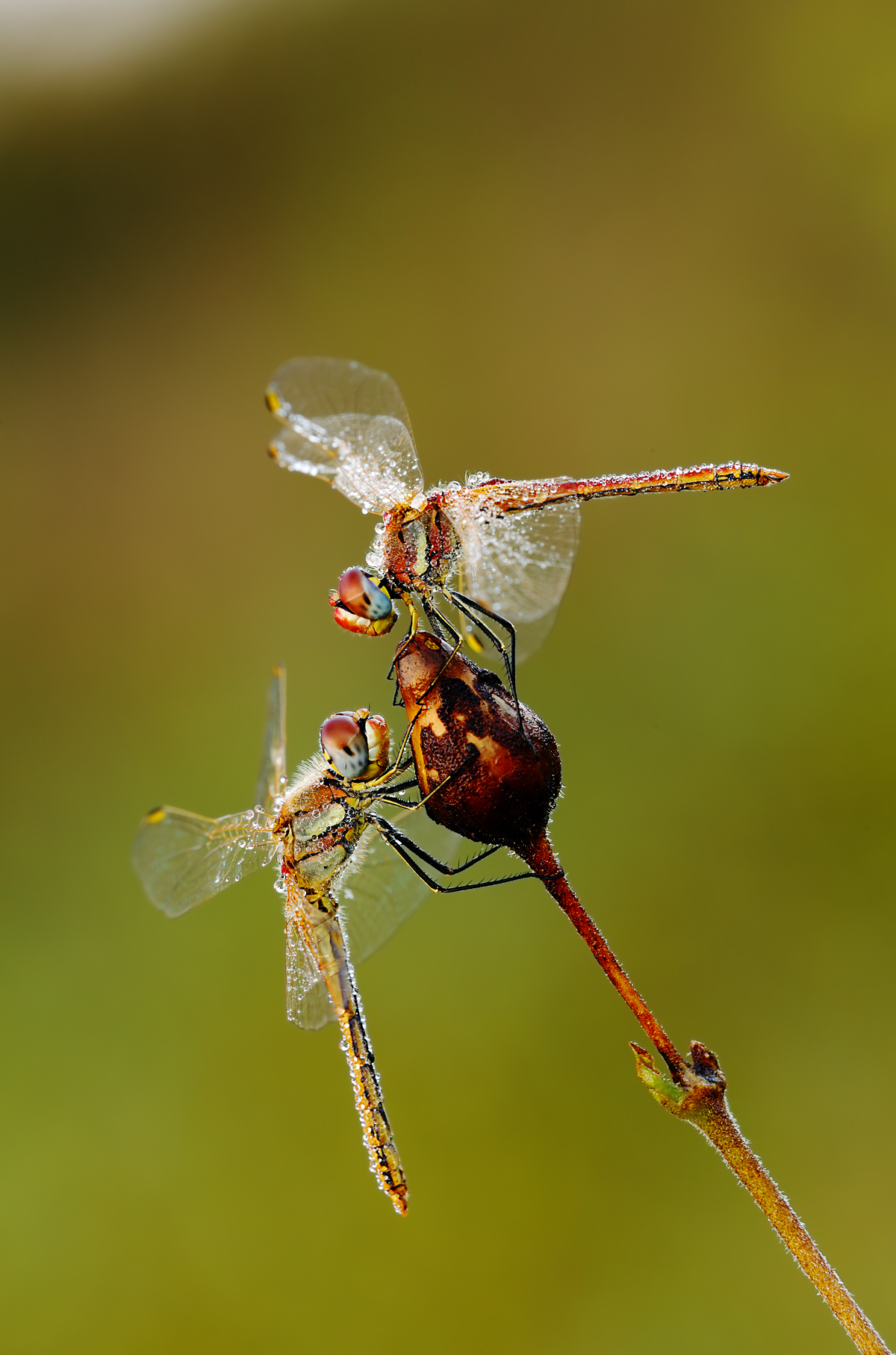 Libellule Sympetrum