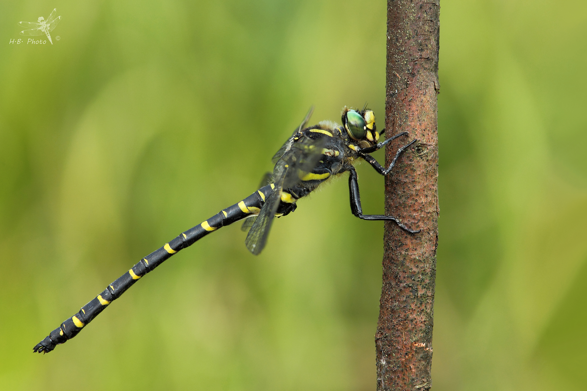 Boltonii Cordulegaster, vecchio maschio