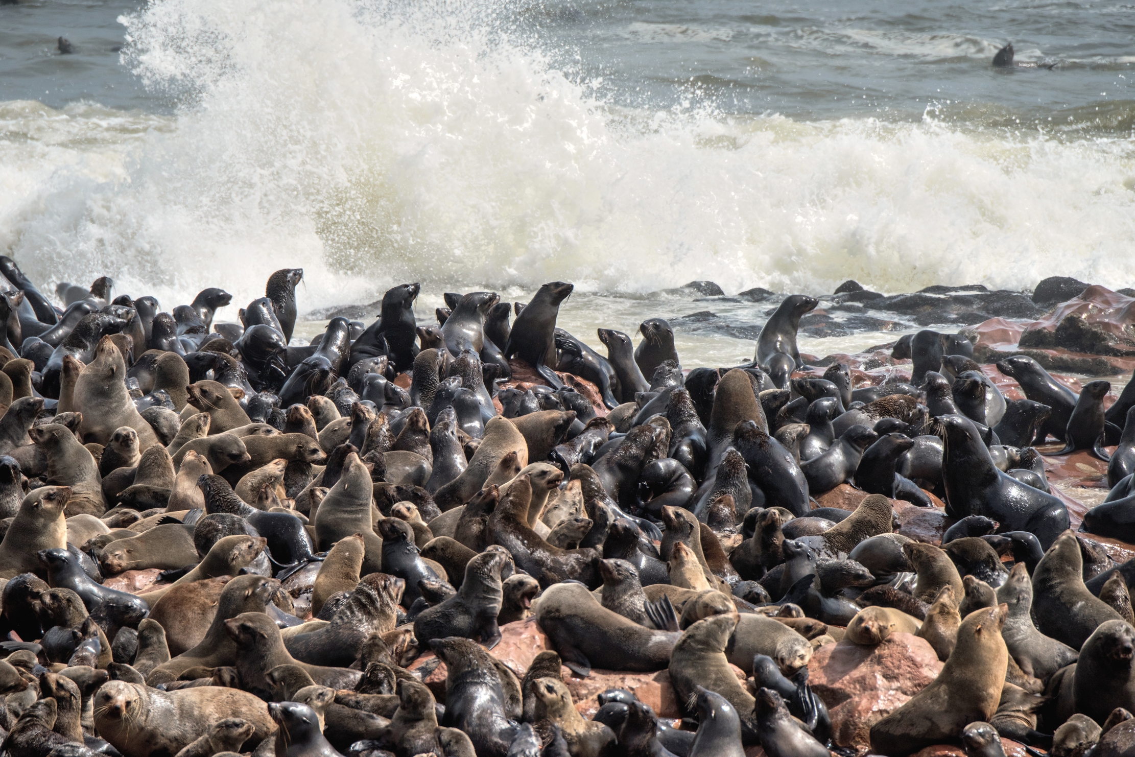 Skeleton Coast - Colonia di Otarie
