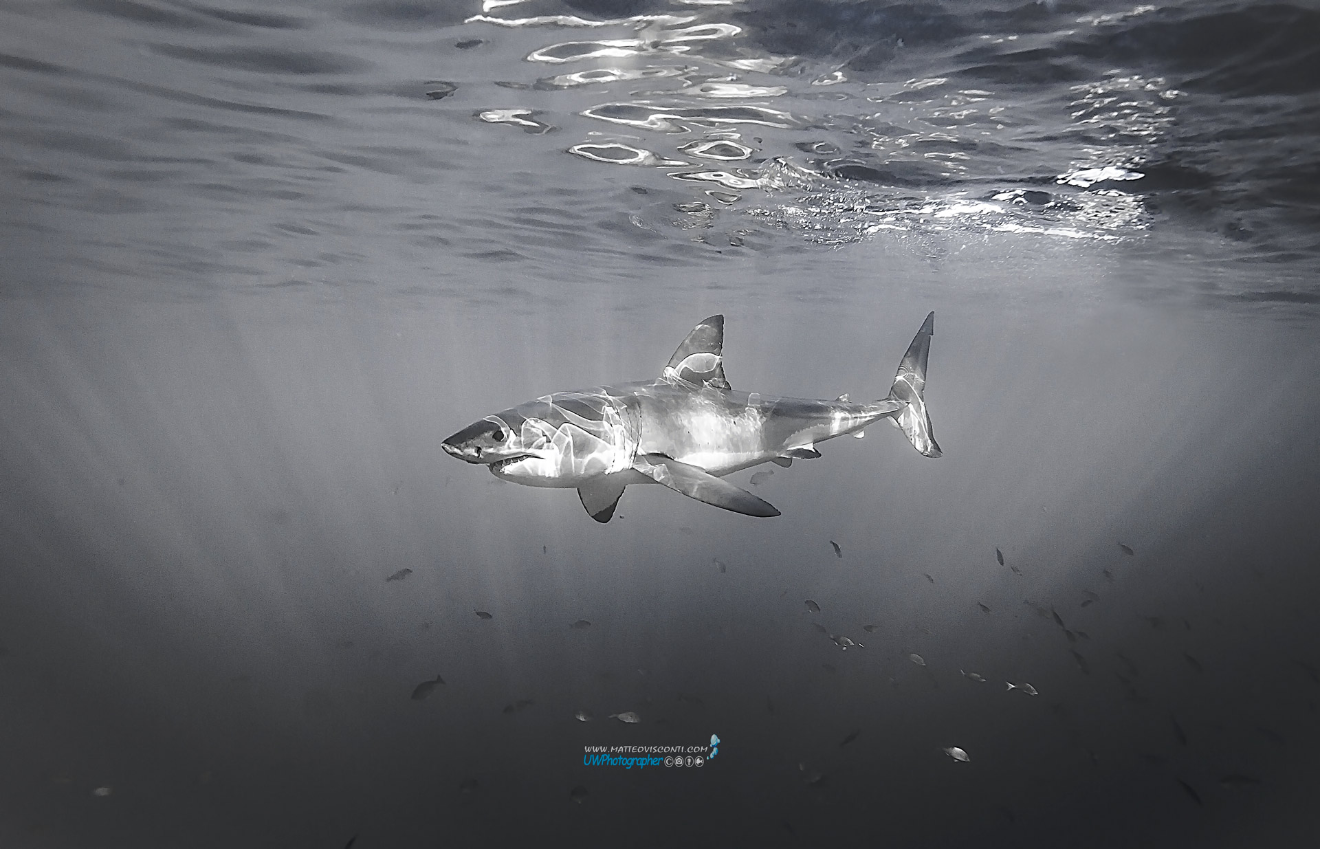 the great white shark