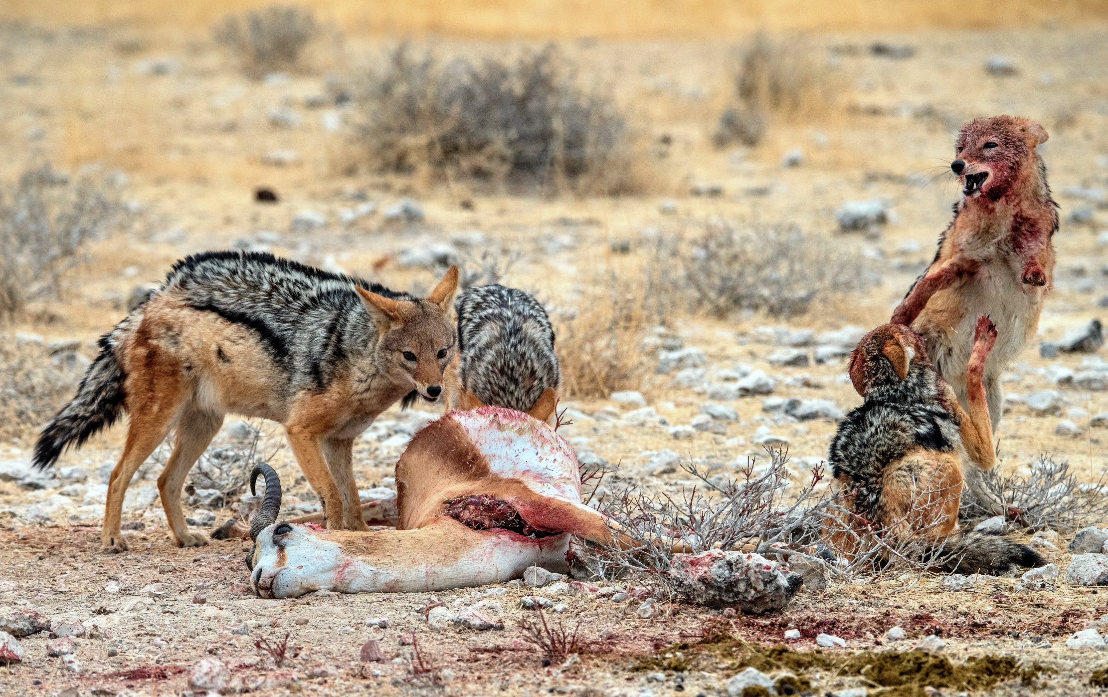 Etosha - Sciacalli con preda