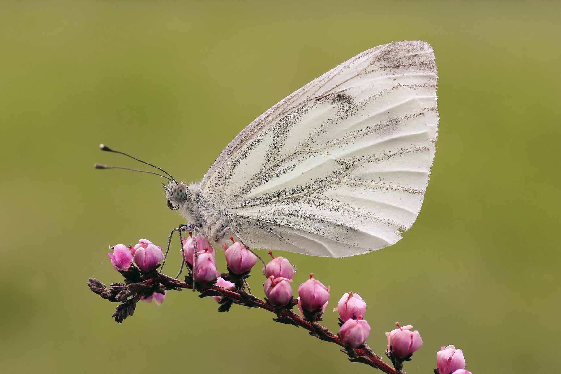 Pieris su Calluna vulgaris