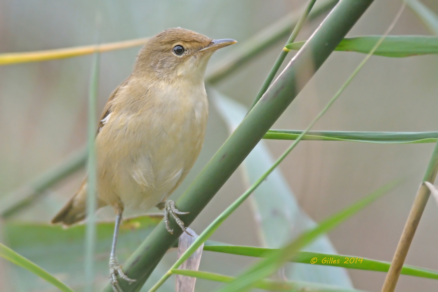 Cannaiola (Acrocephalus scirpaceus)