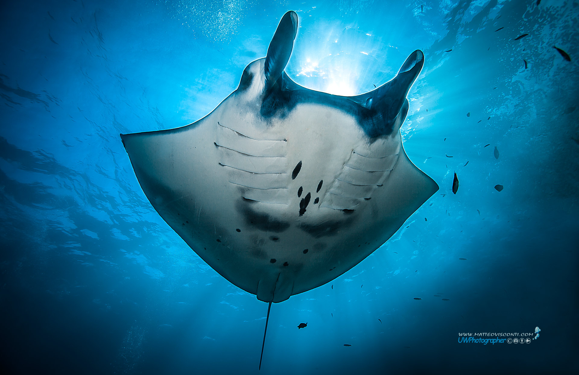 manta