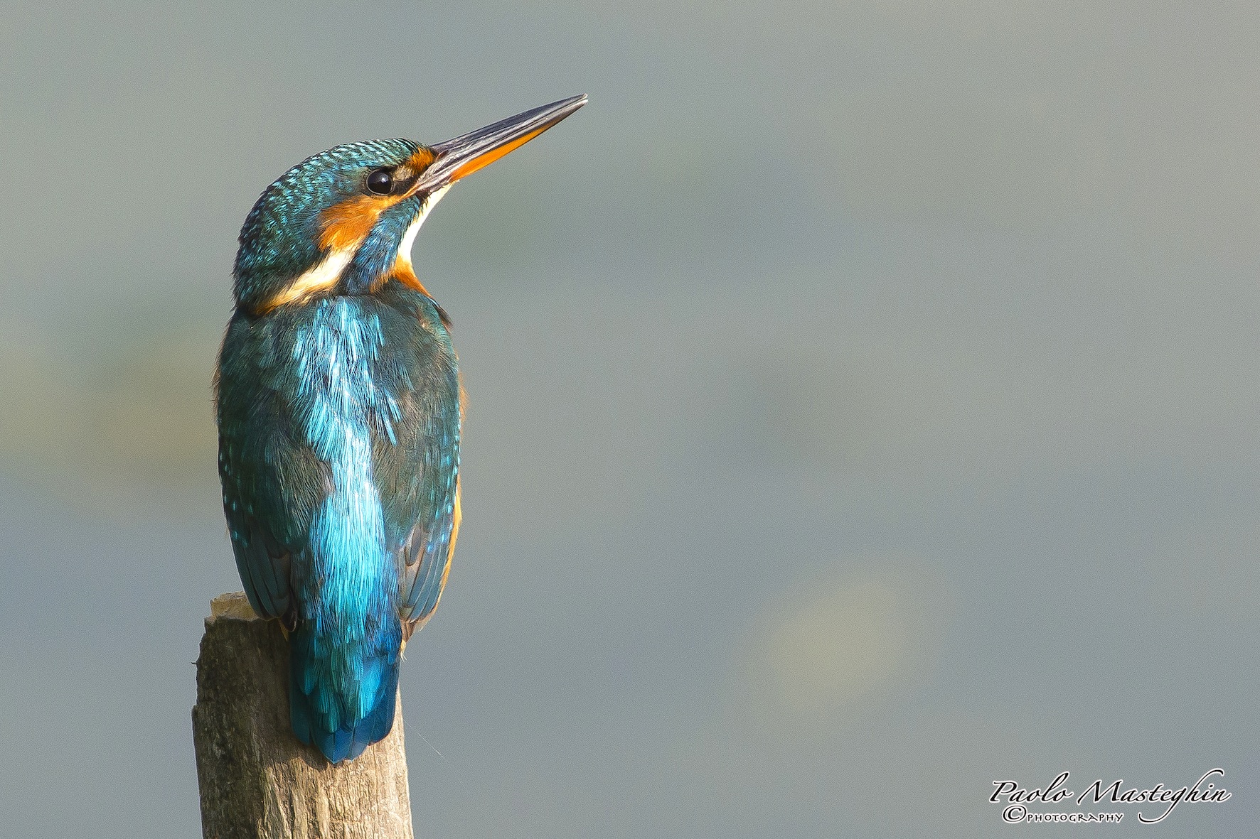 I magici colori del martino.