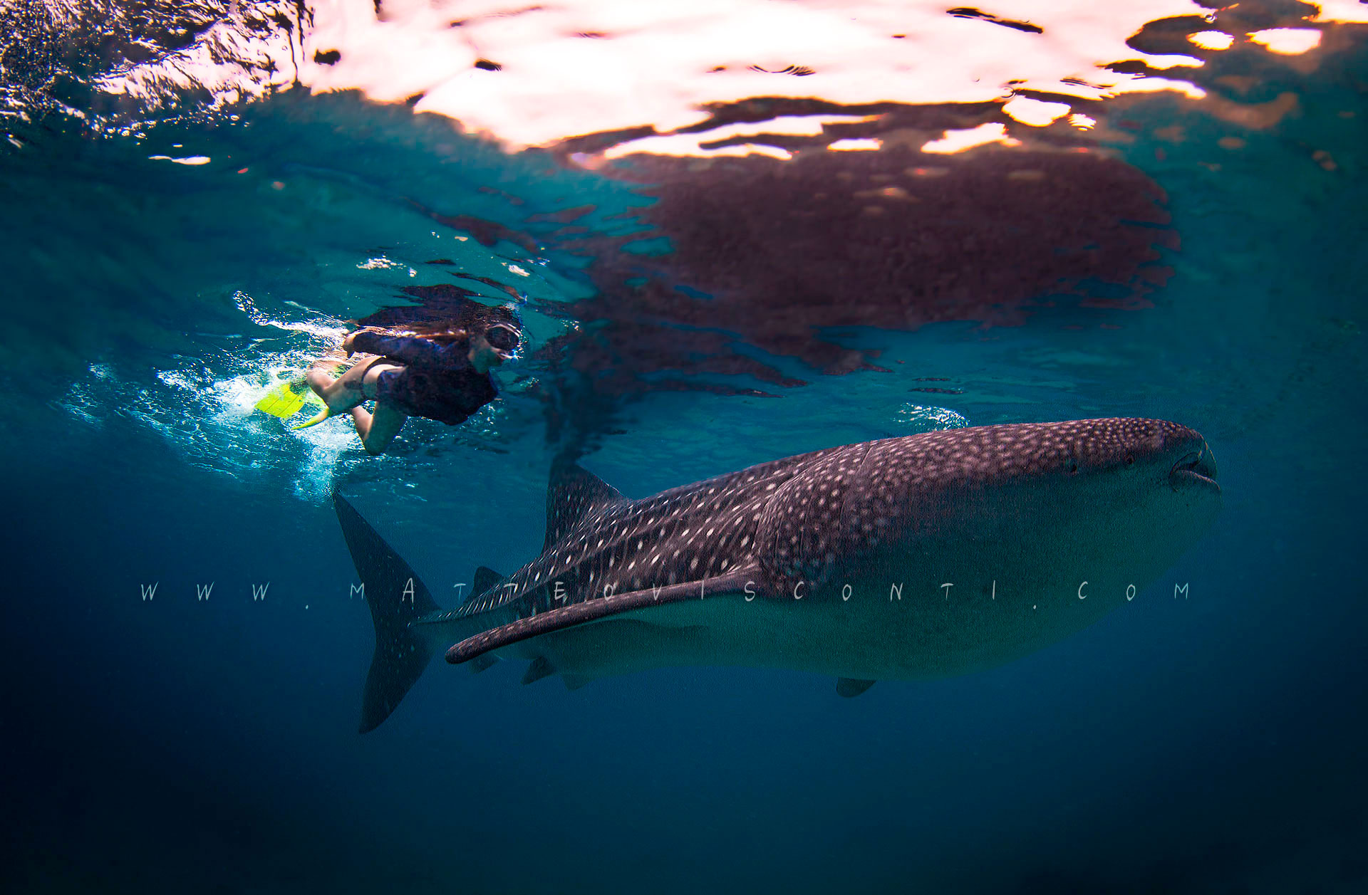 the beauty and the beast (color)