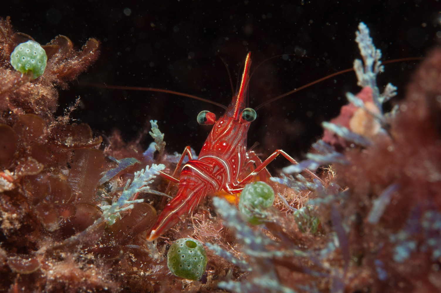 rhynchocinetes durbanensis