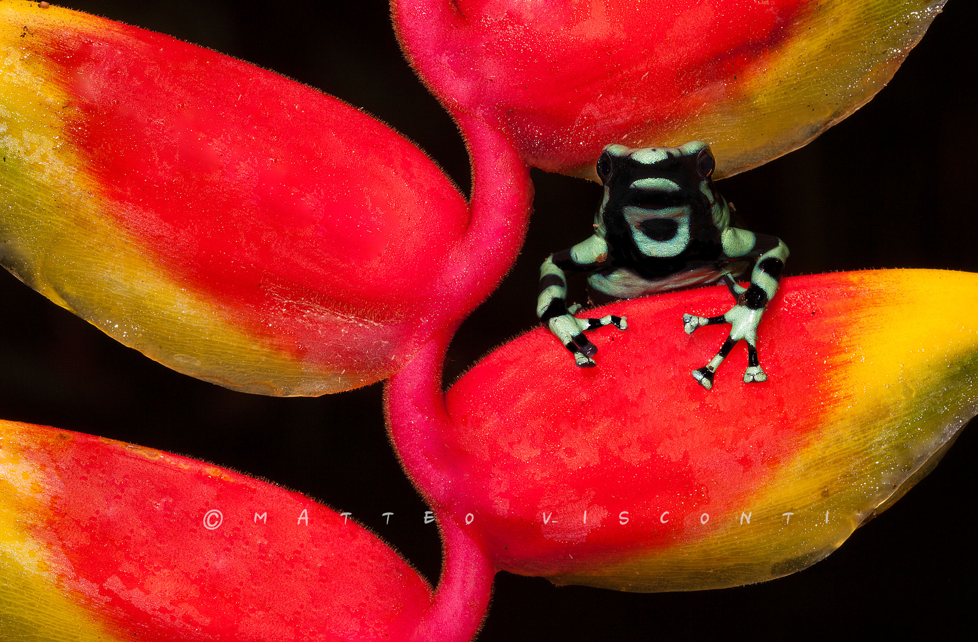 poison frog