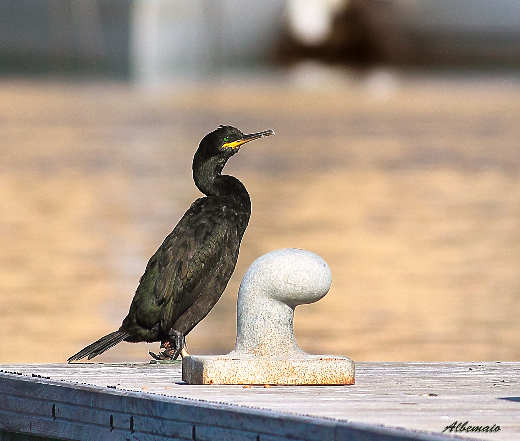 Marangone Dal Ciuffo in Posa