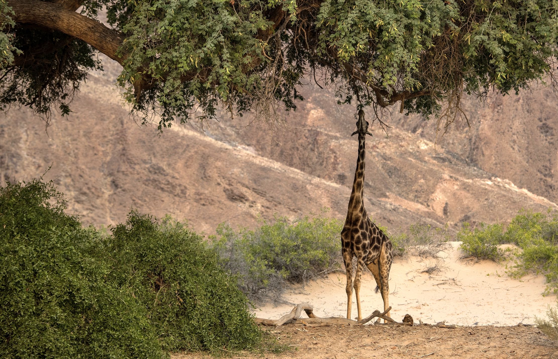 Deserto del Kaokoland - Giraffa