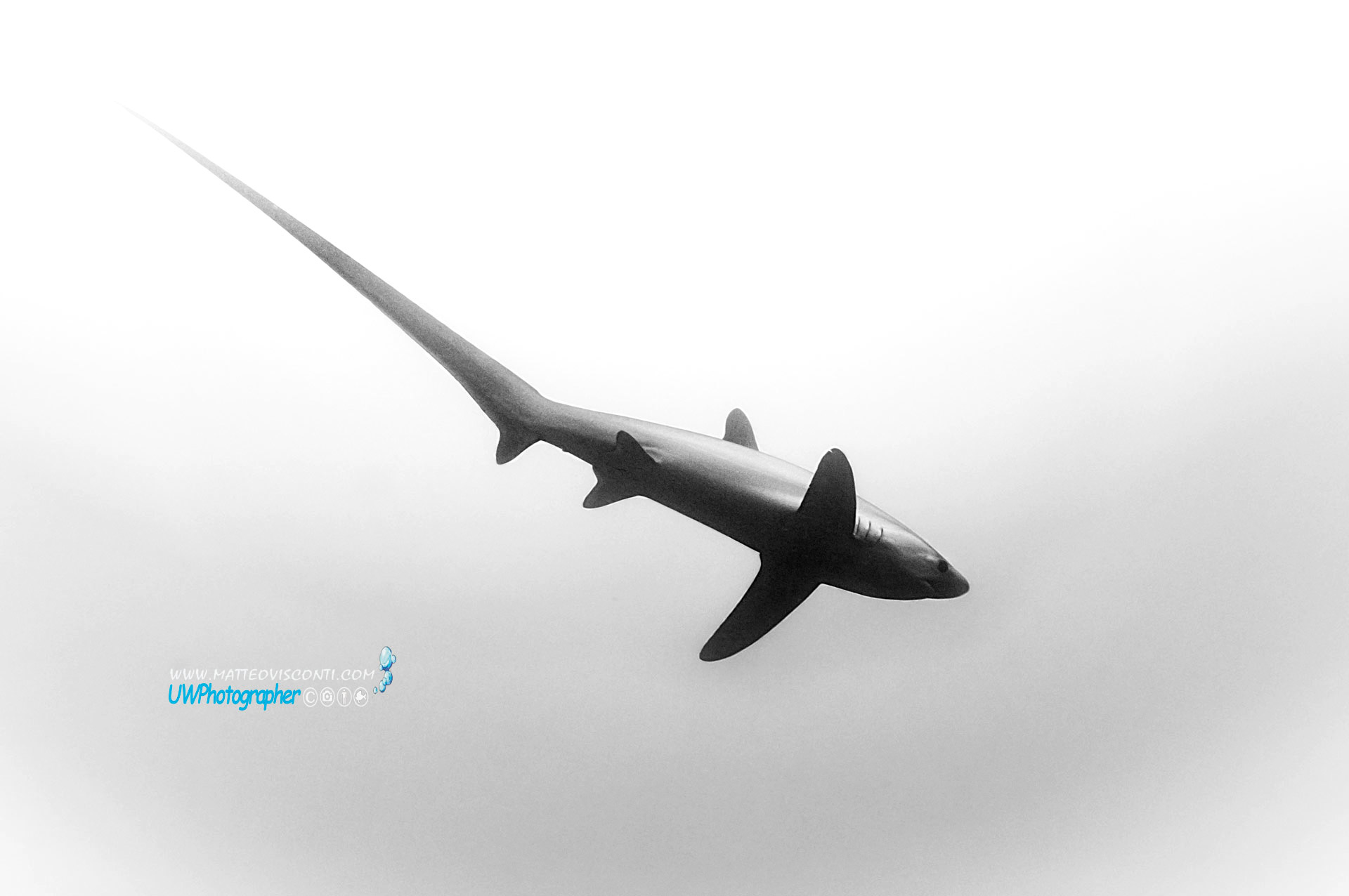thresher shark